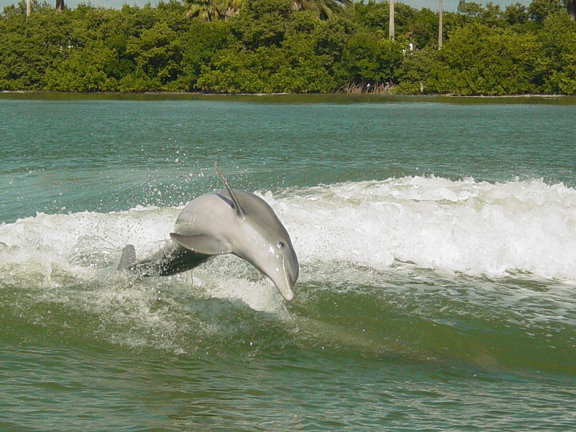 Sea Screamer Speedboat Ride to Clearwater Beach - სურათი 7