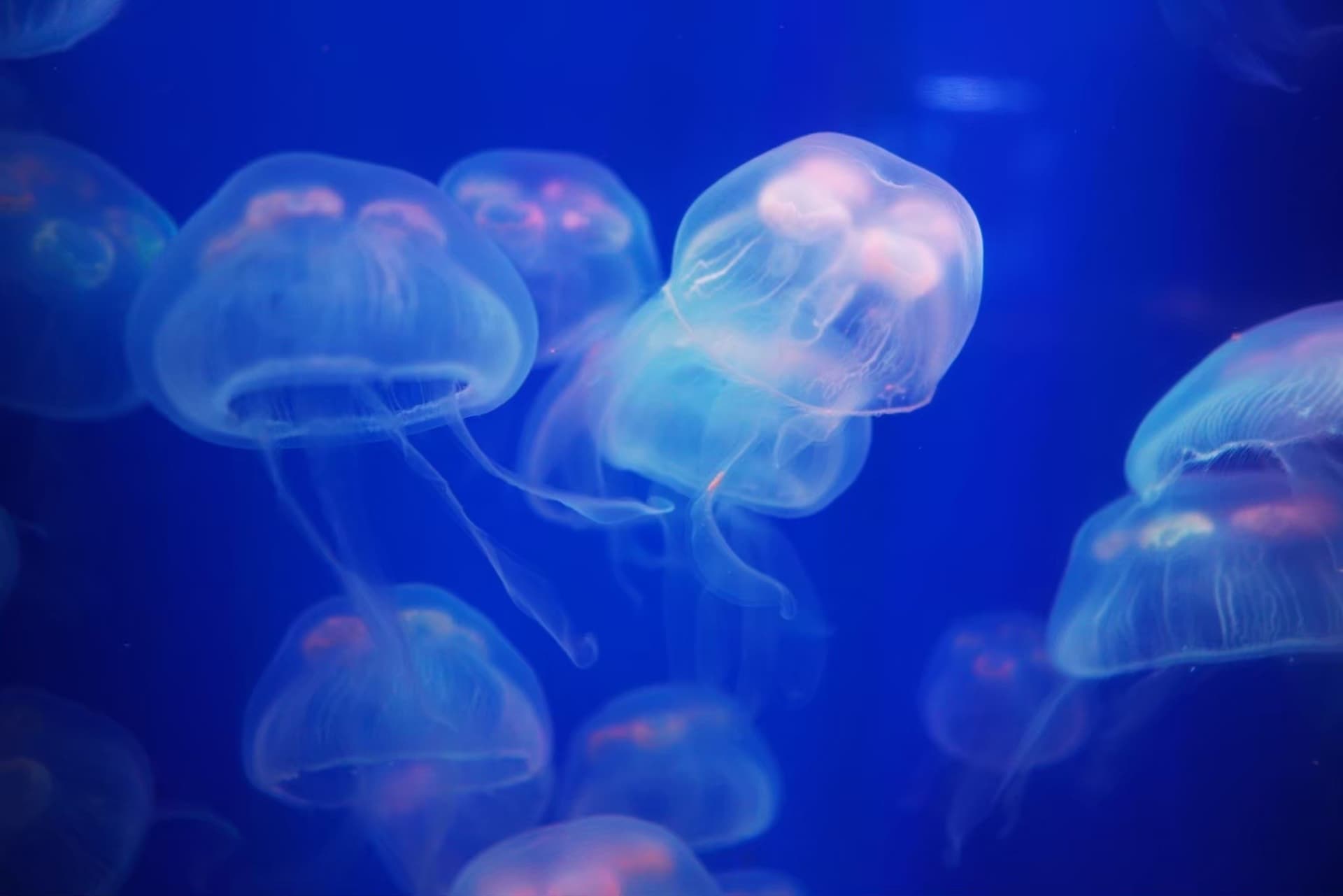Aquaria Phuket - სურათი 30
