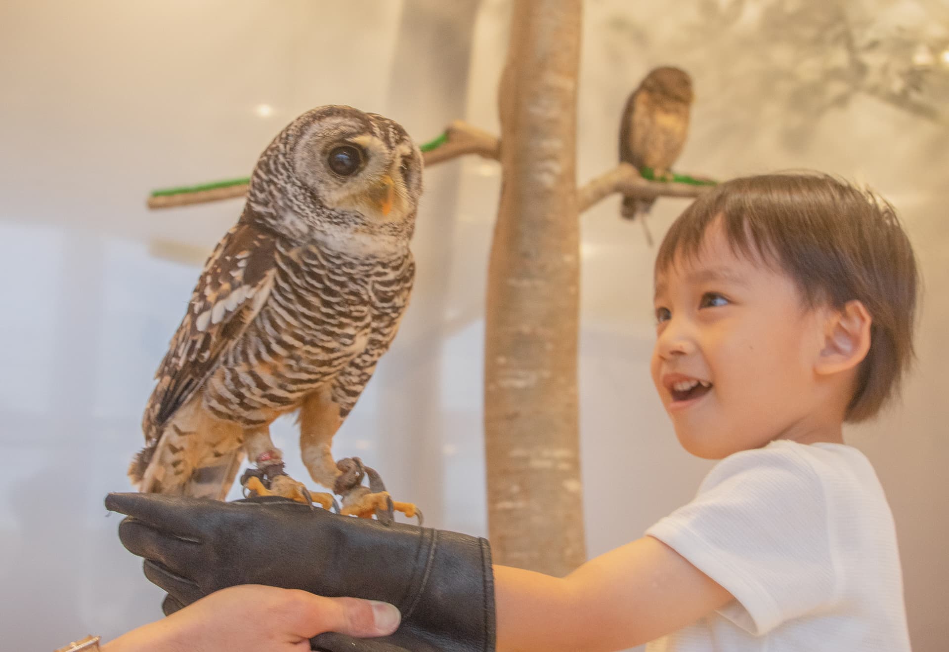 Moff Animal Cafe Lalaport Fukuoka Ticket - სურათი 3