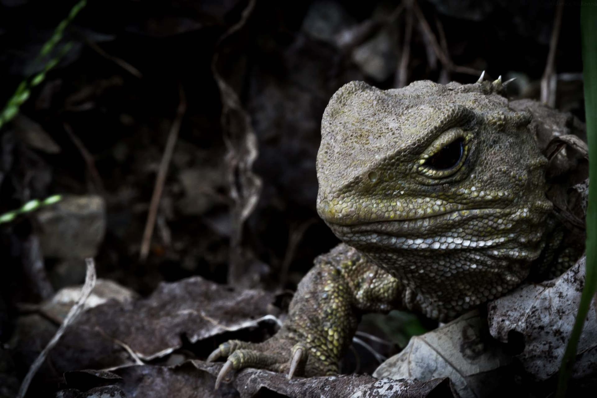 Zealandia Night Tour - სურათი 7