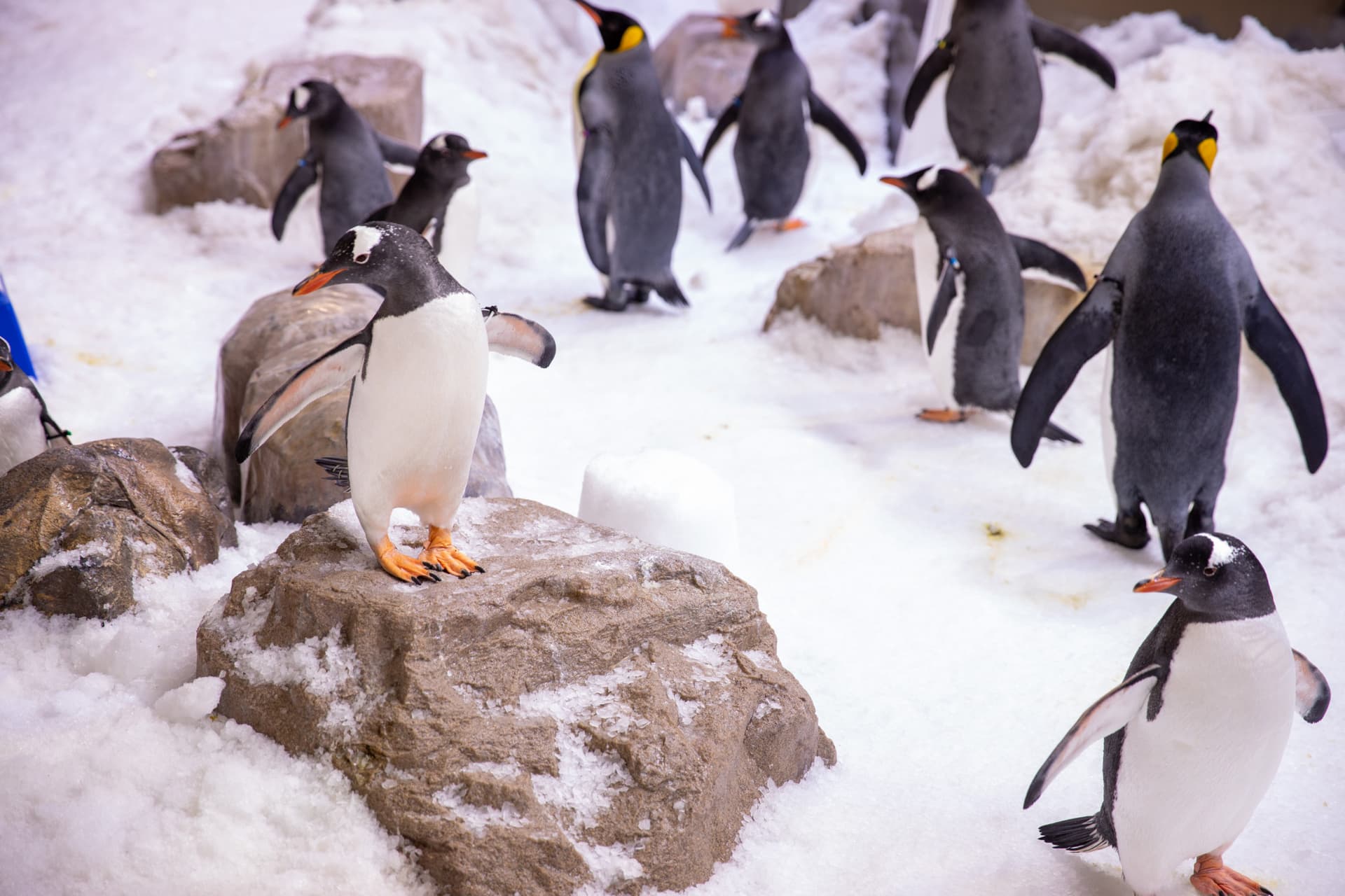 SEA LIFE Melbourne Aquarium Direct Entry Ticket - სურათი 10