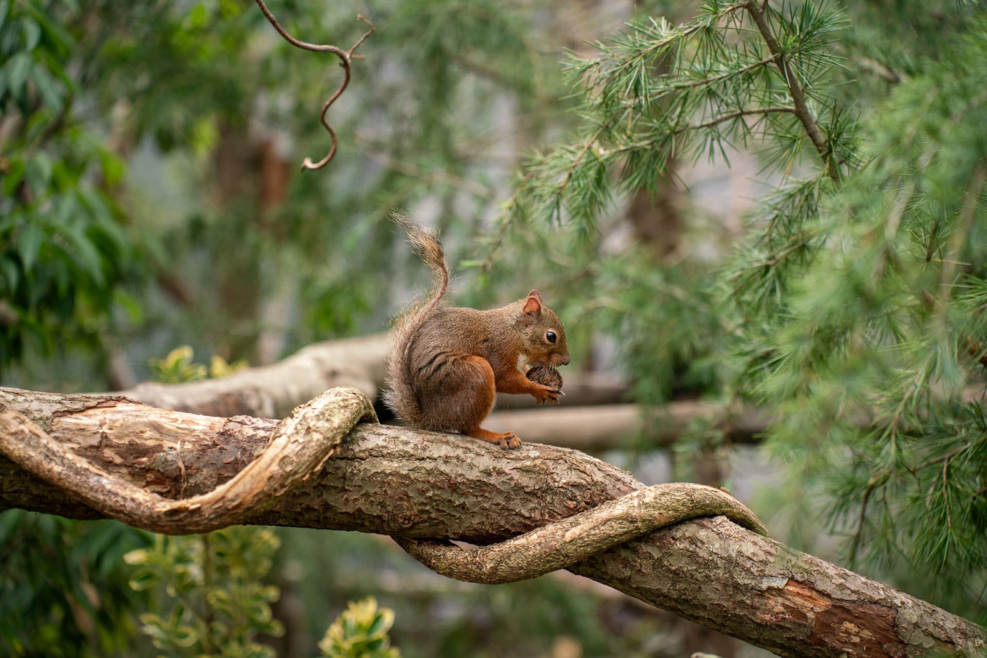 Nasu Animal Kingdom Ticket - სურათი 10