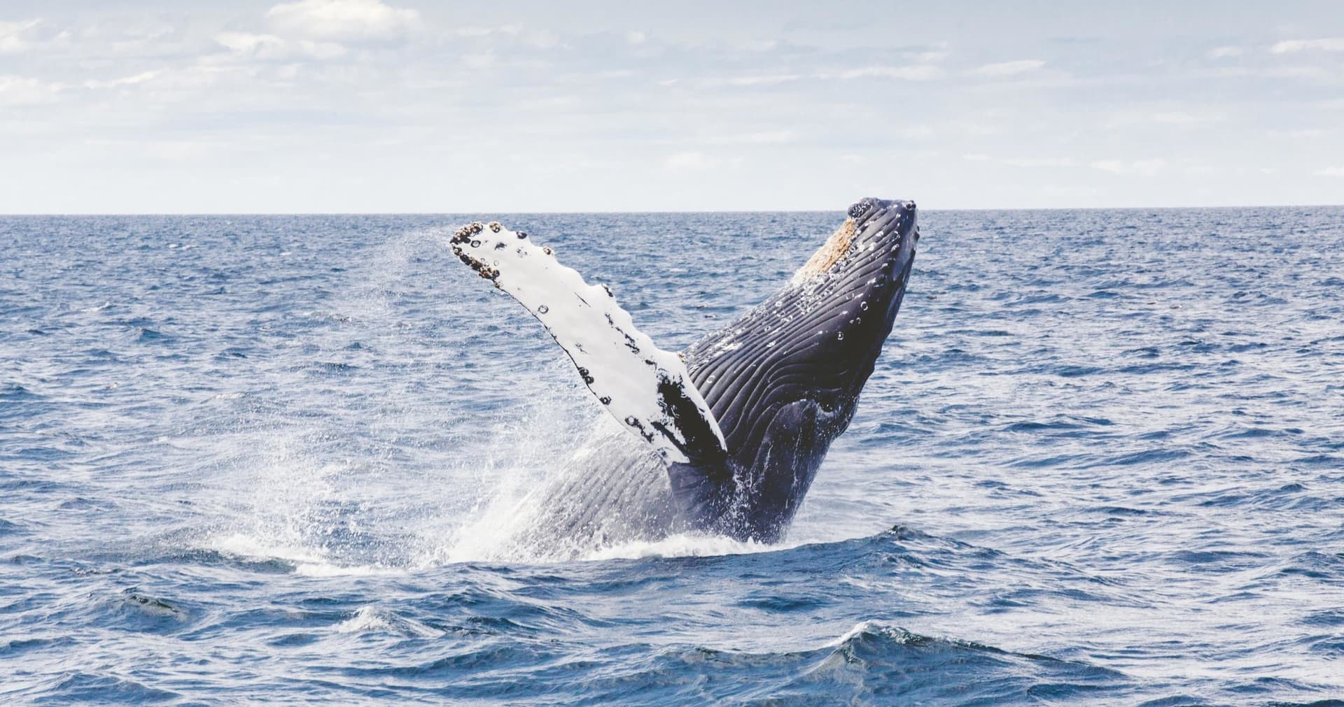 Waikiki Private Whale Watching Cruise - მთავარი სურათი