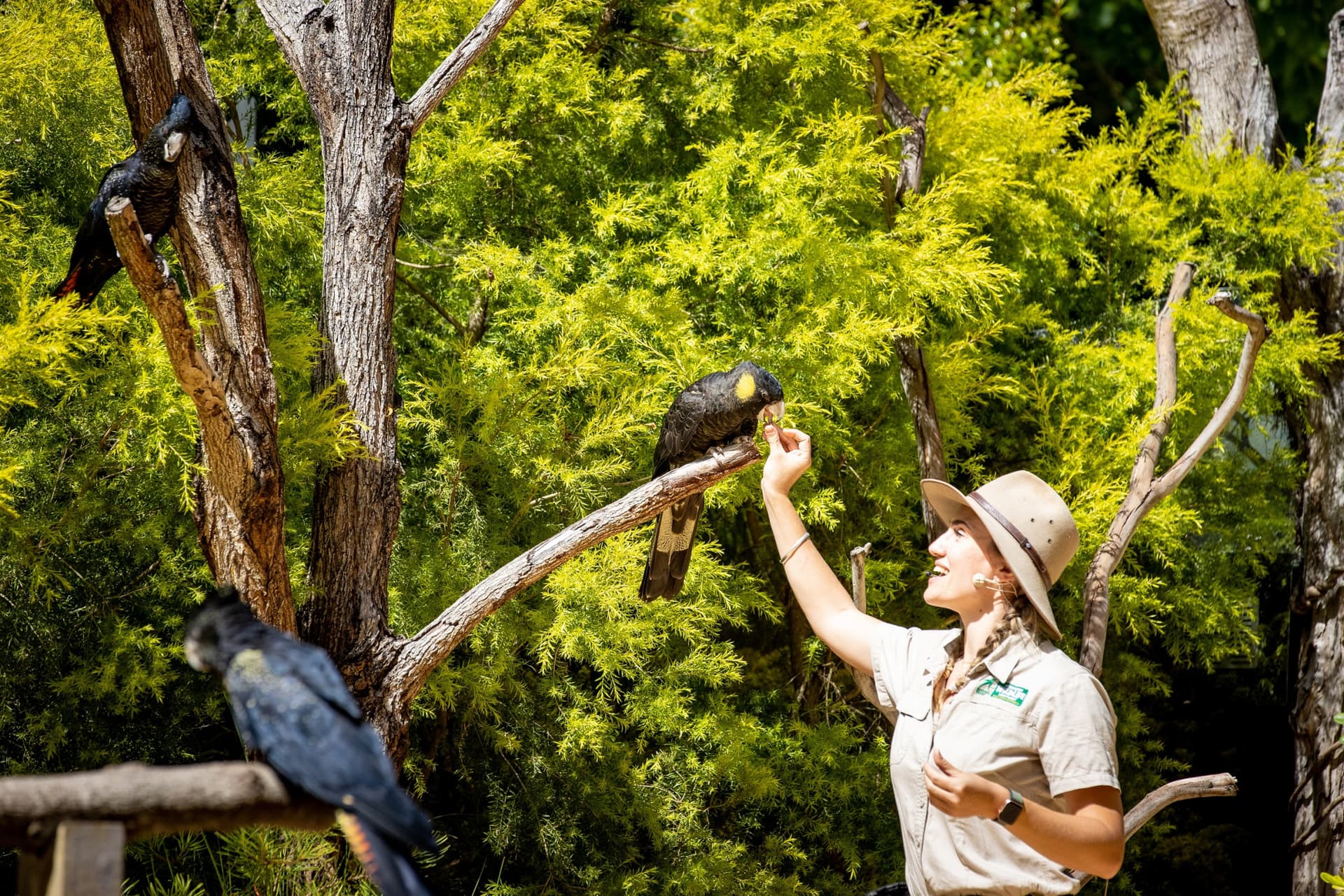 Currumbin Wildlife Sanctuary Gold Coast Ticket - სურათი 14