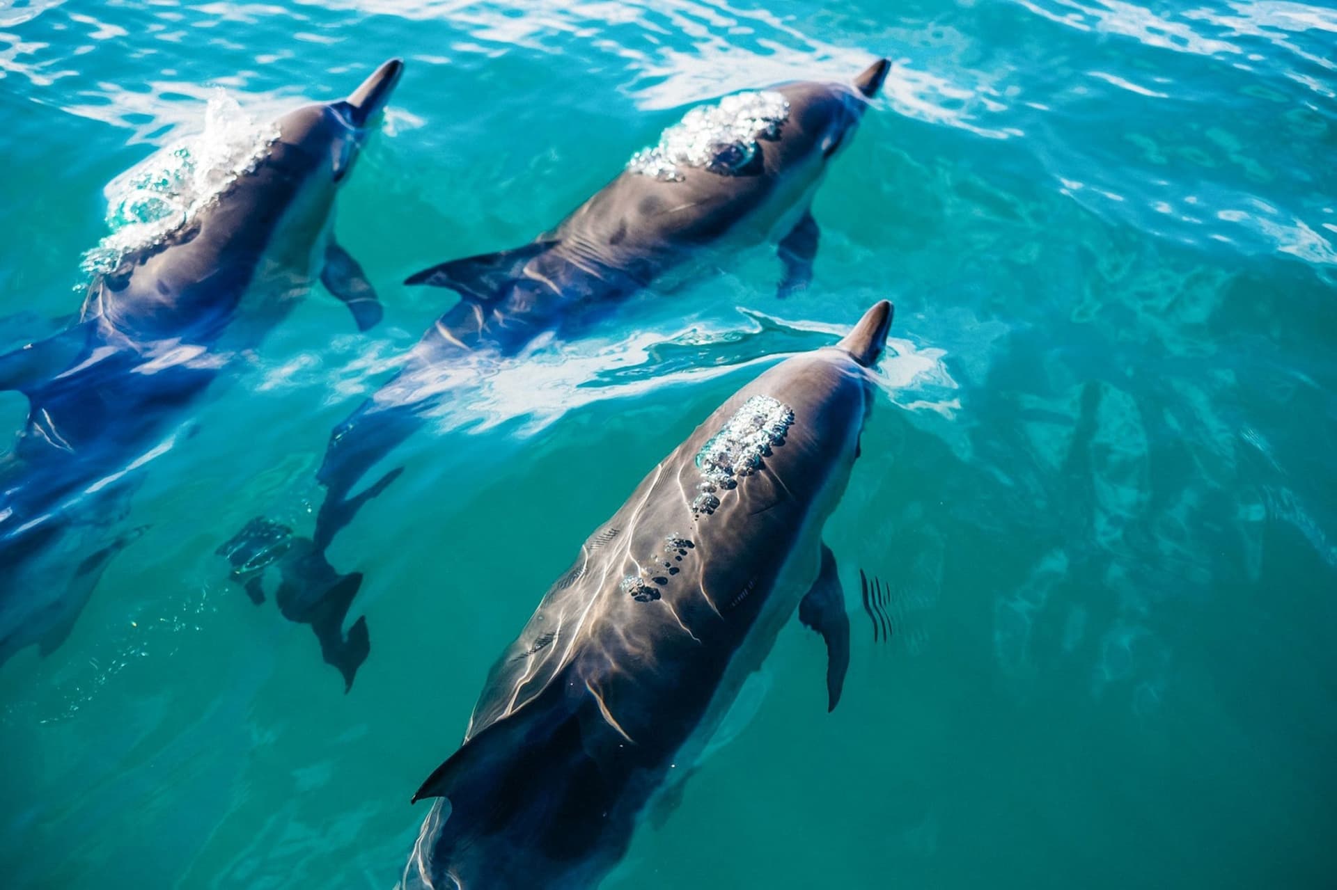 Day Trip to Key West from Miami with Optional Activities - სურათი 2