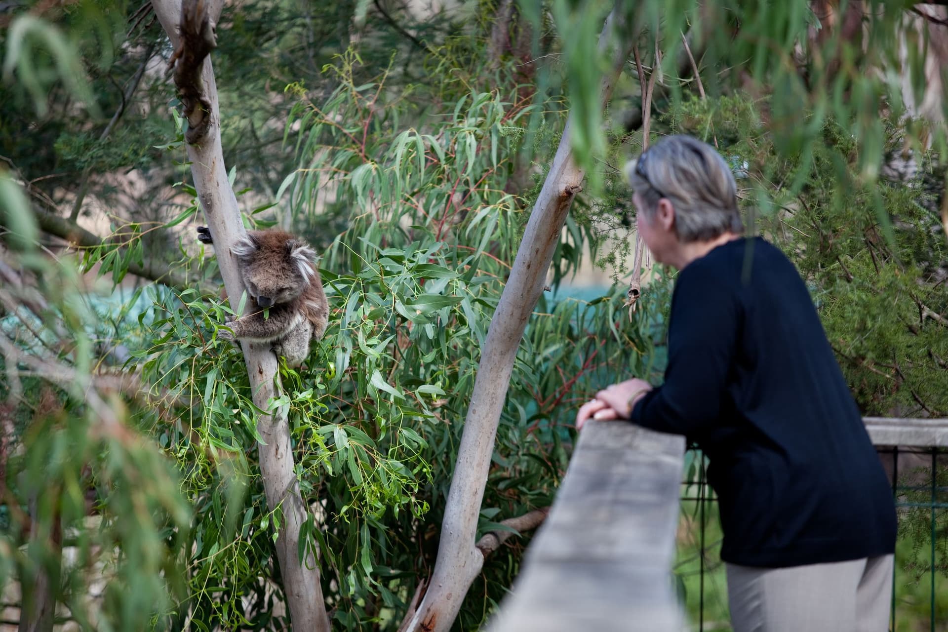 Phillip Island Nature Parks - Koala Conservation Reserve Ticket - სურათი 3