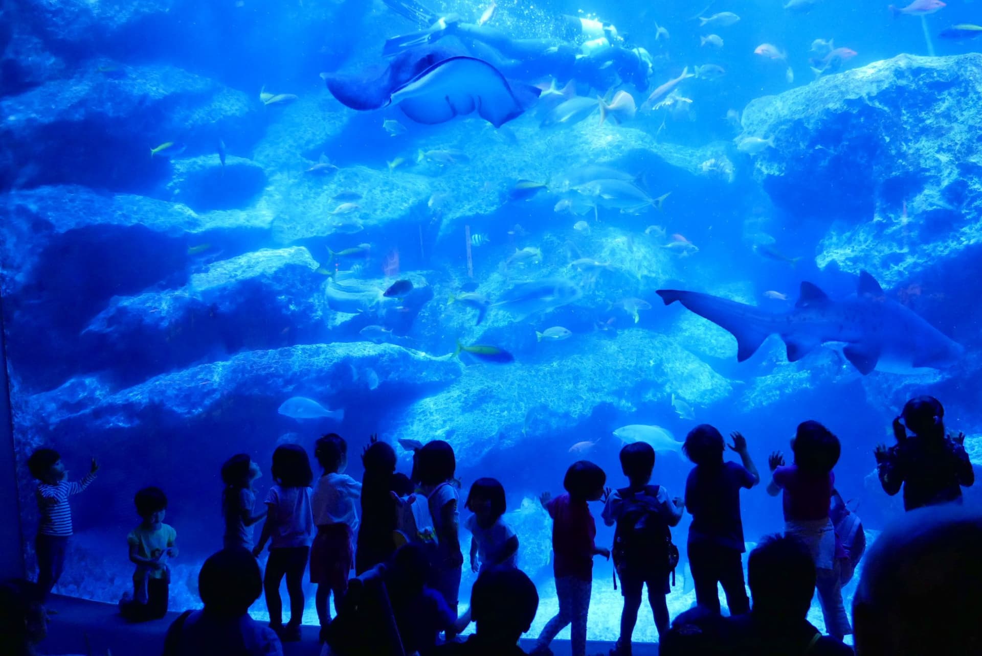 Sumida Aquarium Ticket - სურათი 8
