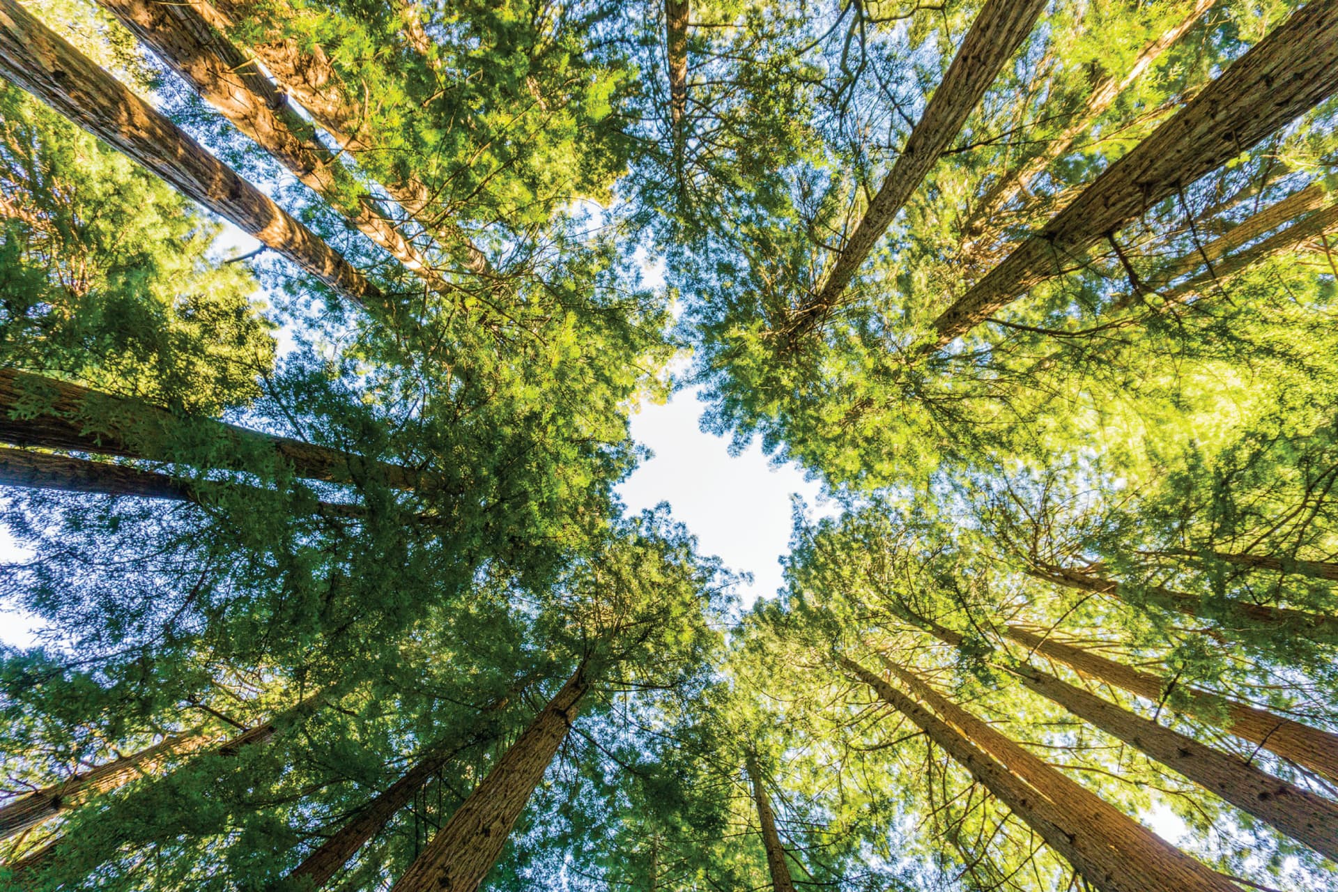 Muir Woods & Sausalito Half-Day Tour - სურათი 4