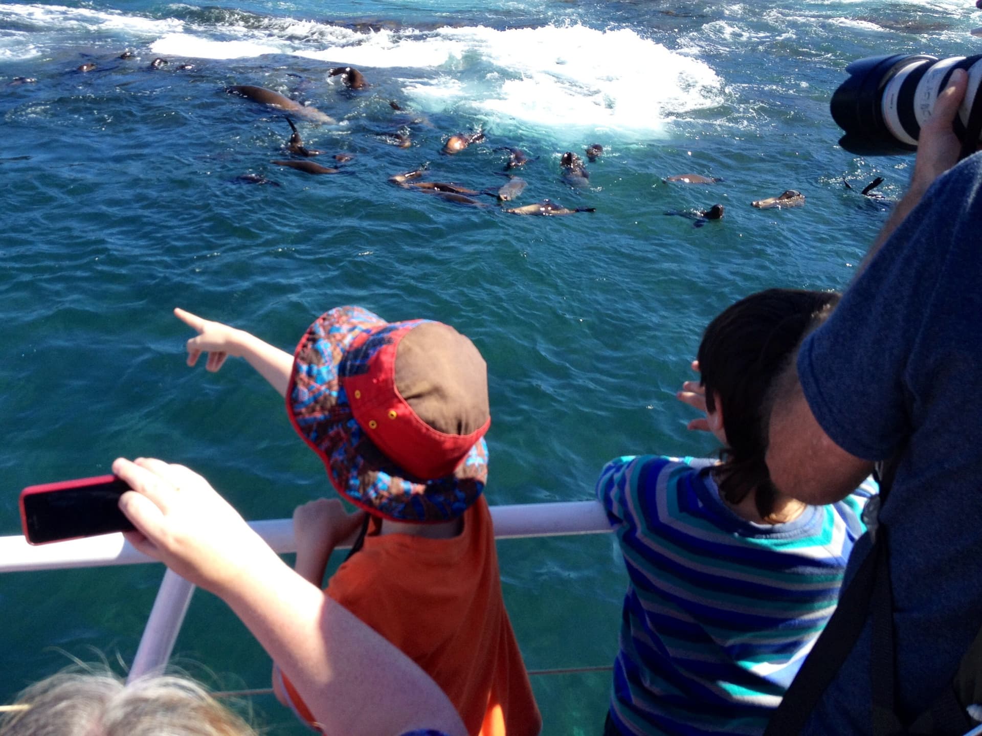 Phillip Island Seal Watching Cruise - სურათი 5