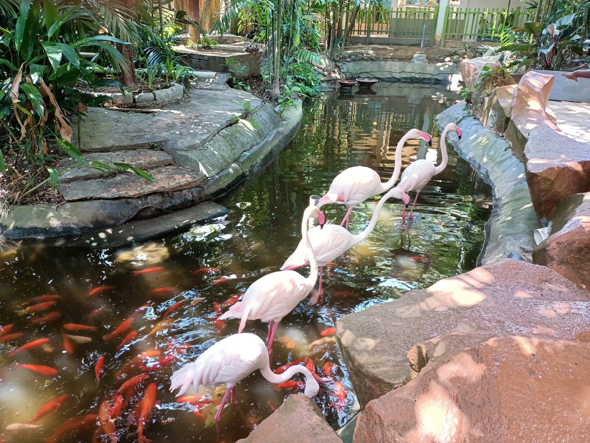 Langkawi Wildlife Park - სურათი 9
