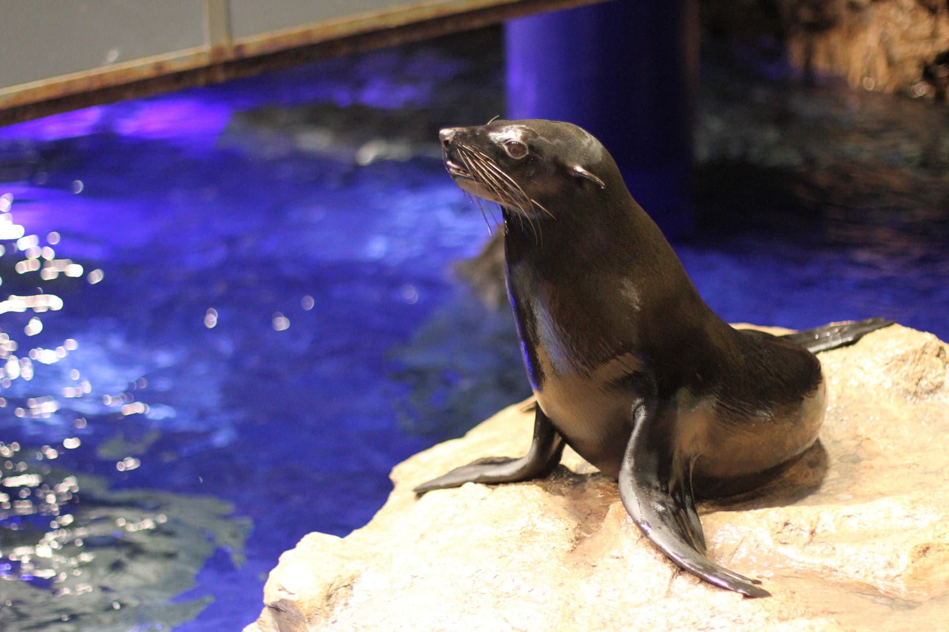 Sumida Aquarium Ticket - სურათი 12