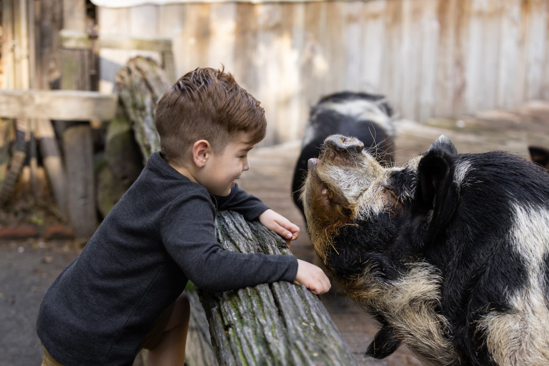 Willowbank Wildlife Reserve Ticket - სურათი 4
