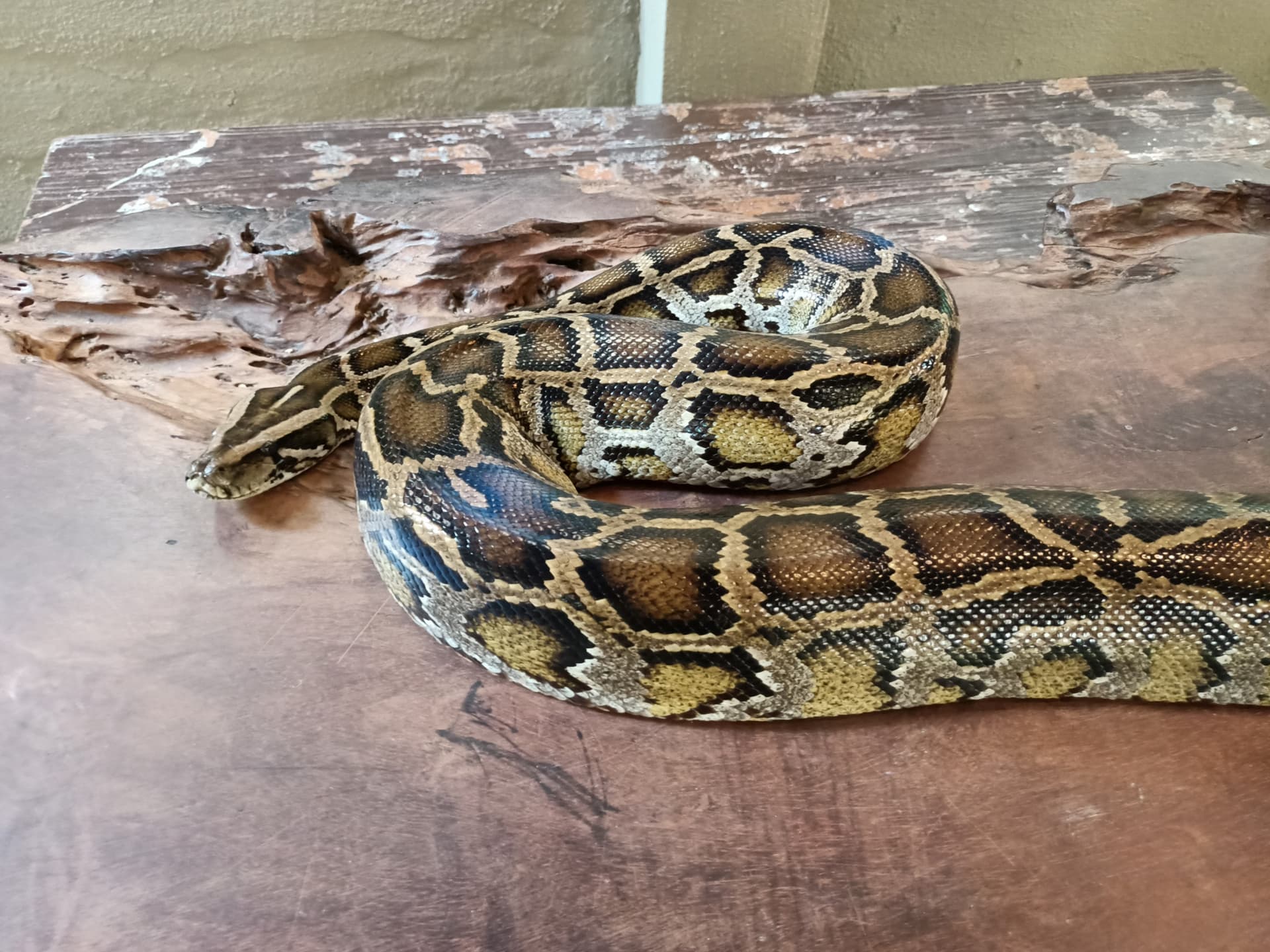 Langkawi Wildlife Park - სურათი 6