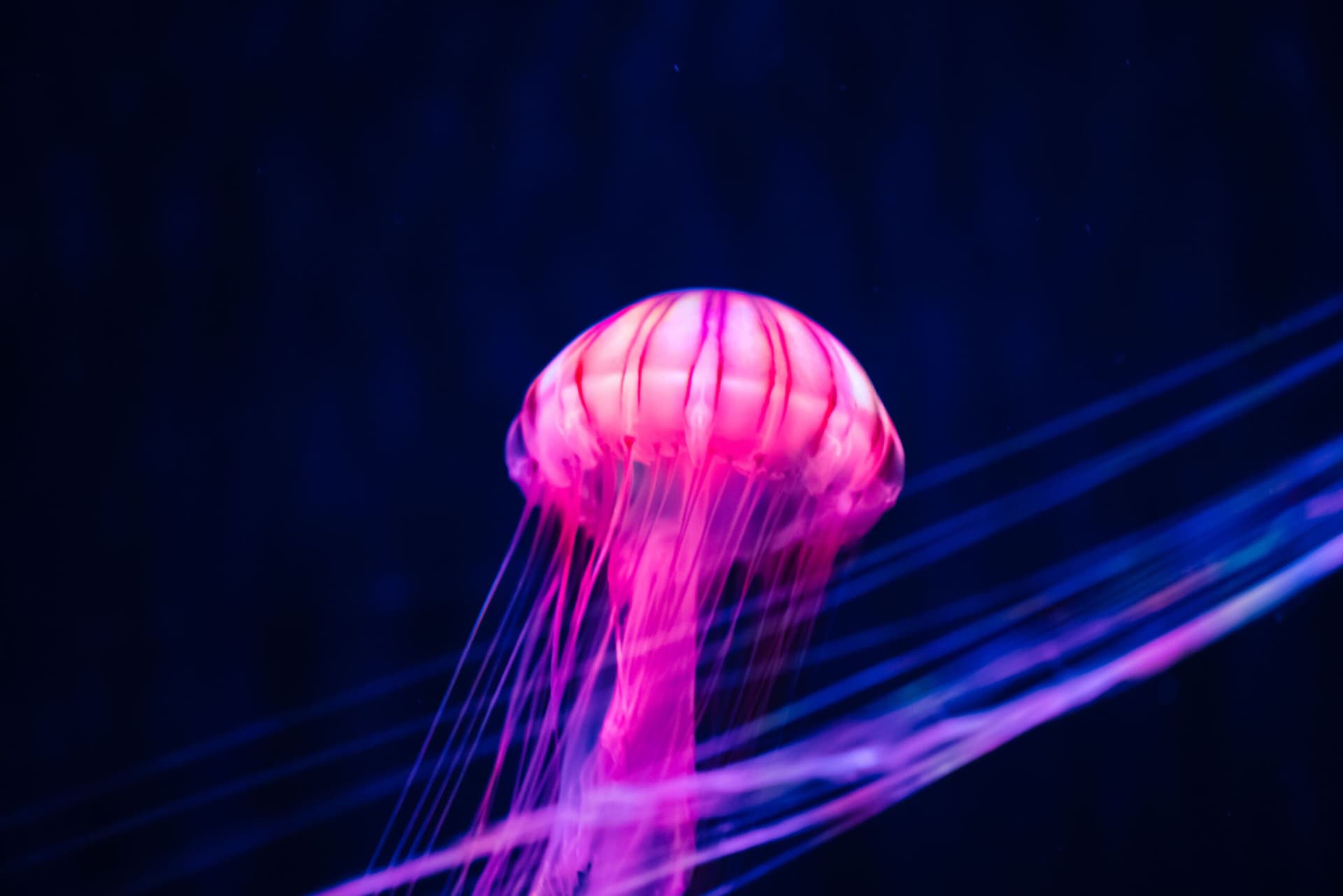 Sumida Aquarium Ticket - სურათი 13