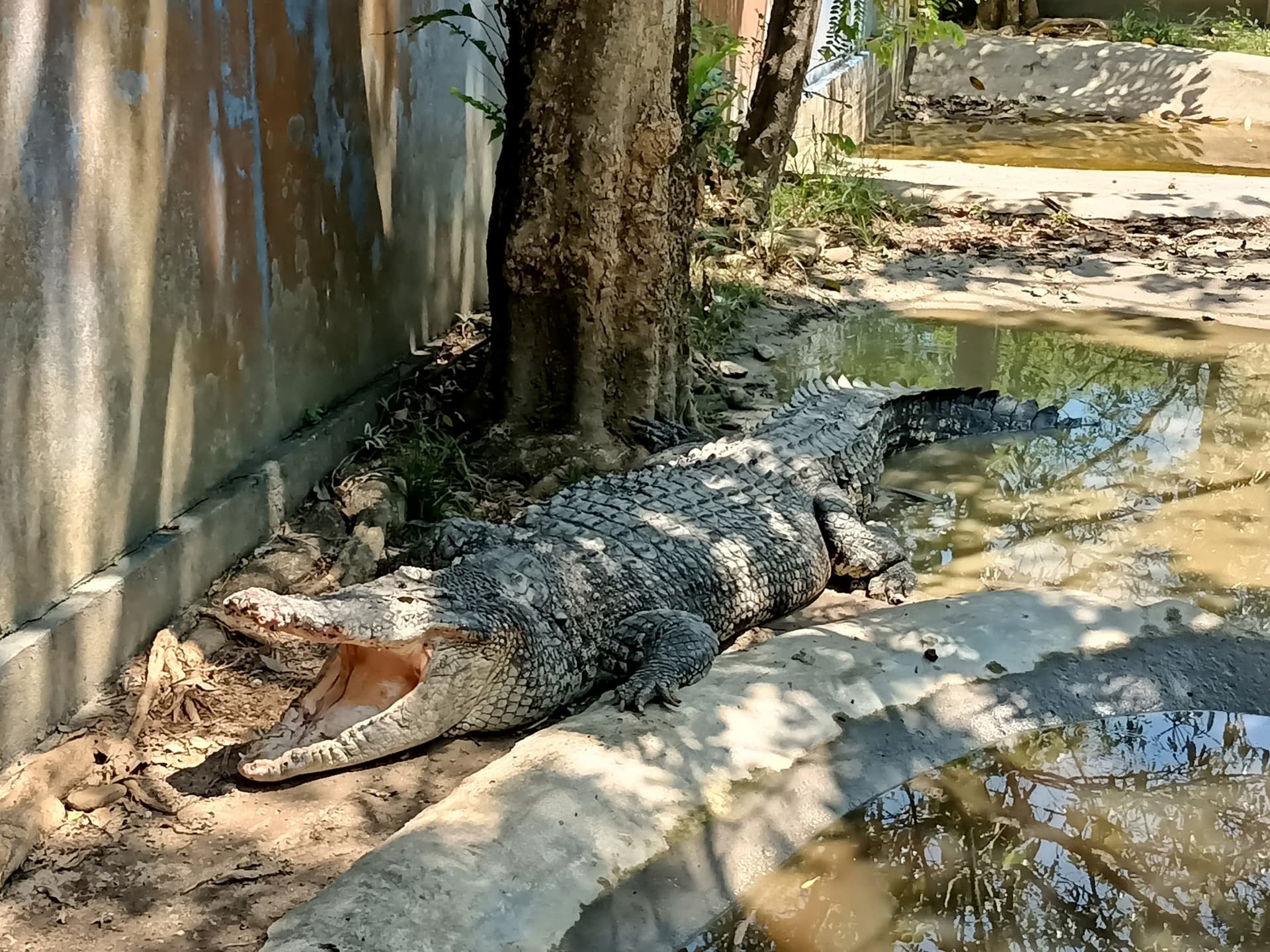 Langkawi Wildlife Park - სურათი 2