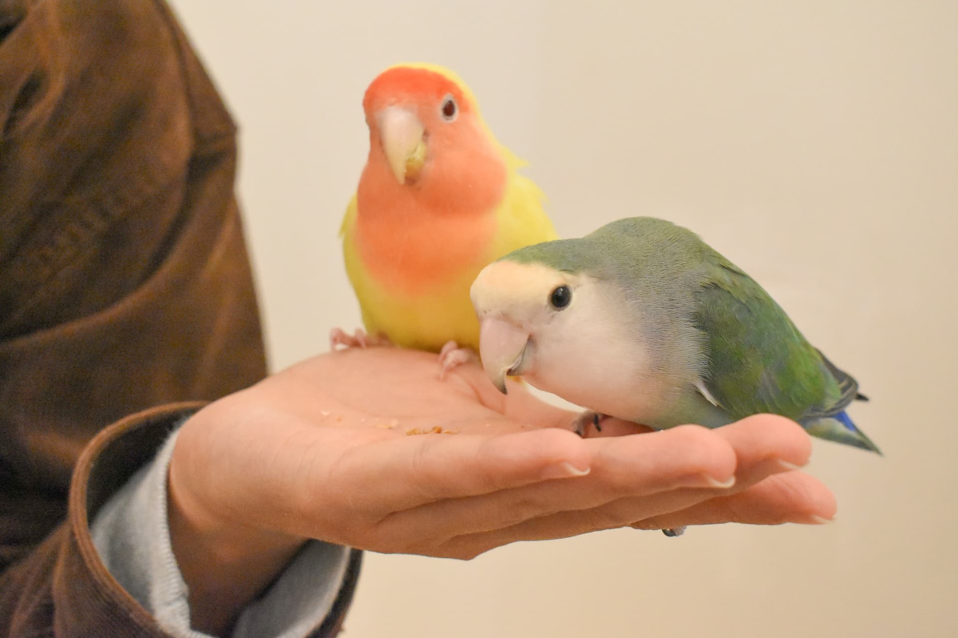 Moff Animal Cafe Lalaport Fukuoka Ticket - სურათი 2