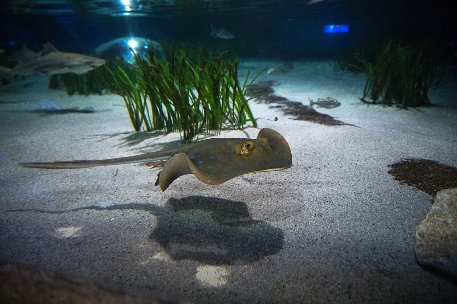SEA LIFE Oberhausen Aquarium Ticket - სურათი 11