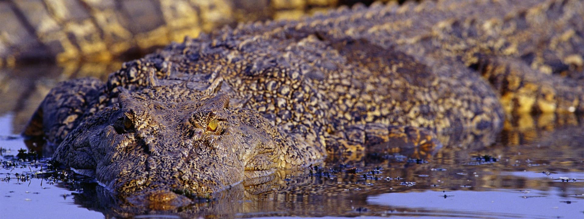 Adelaide River Jumping Crocs Cruise from Darwin - სურათი 5