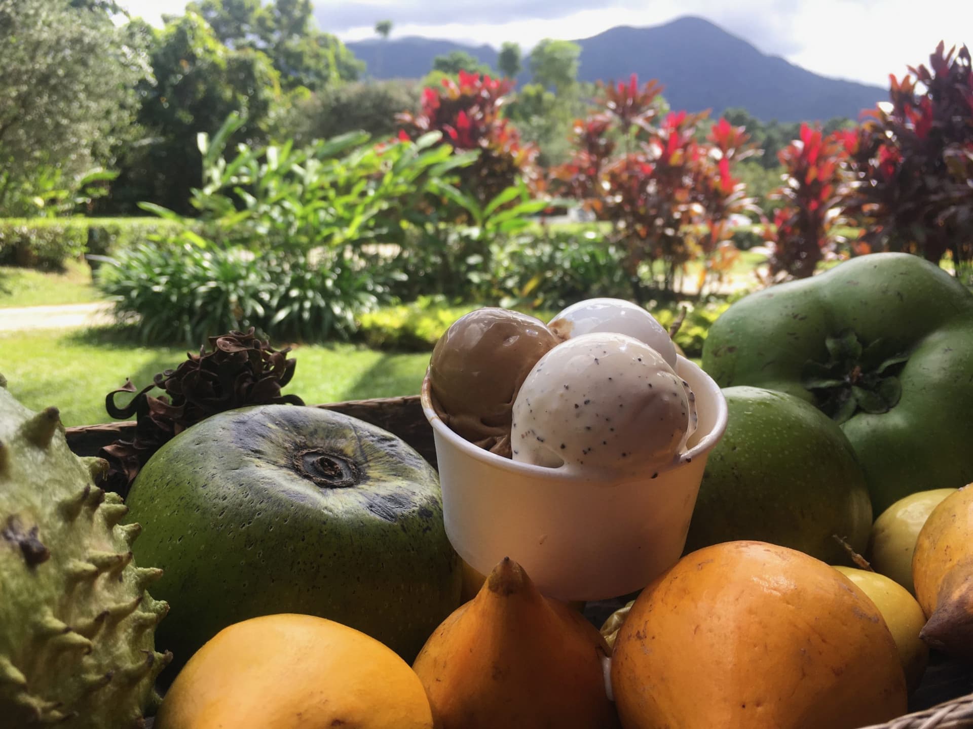Cape Tribulation and Daintree Wilderness Full-Day Tour - სურათი 7