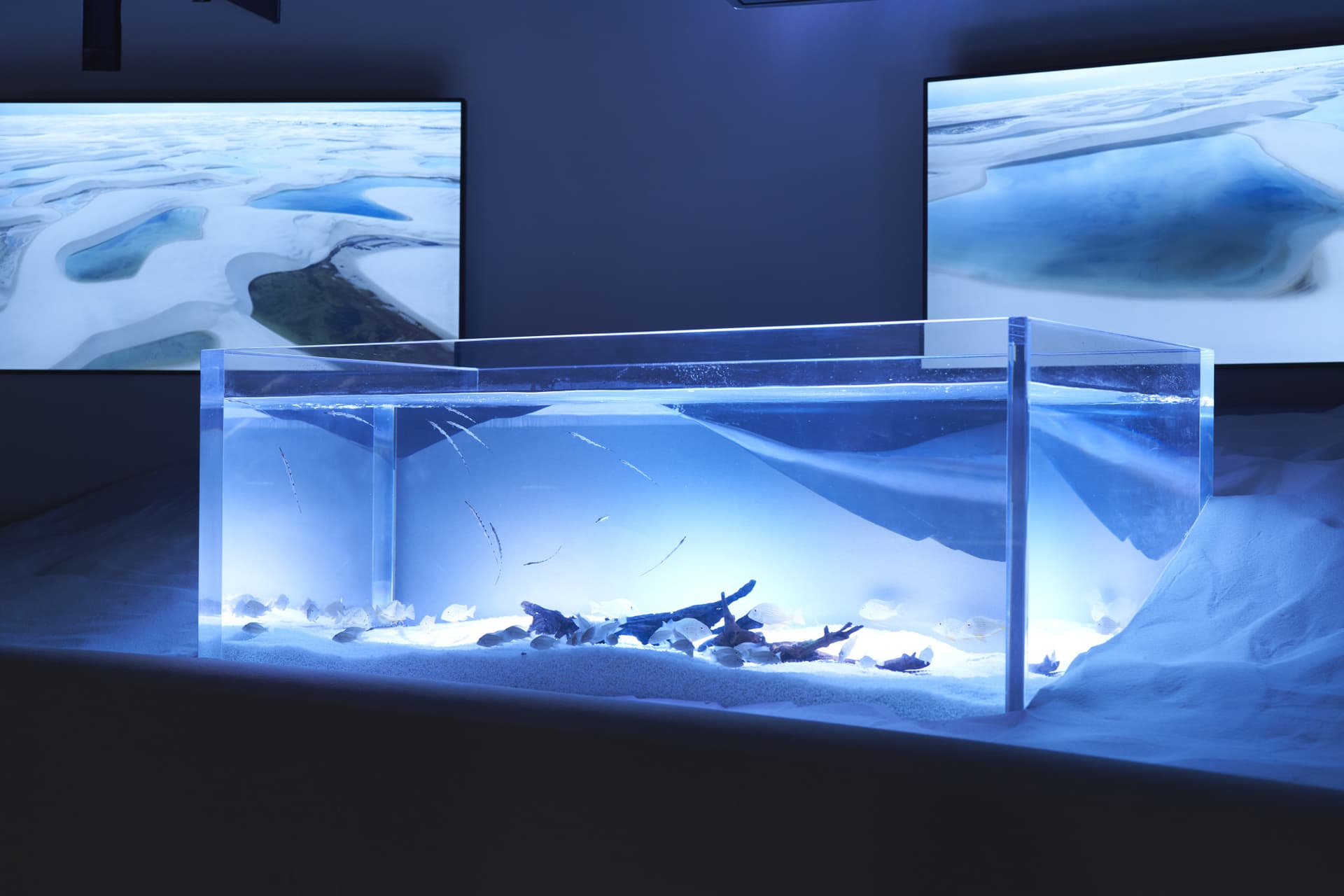 Kawasaki Aquarium Ticket - სურათი 9