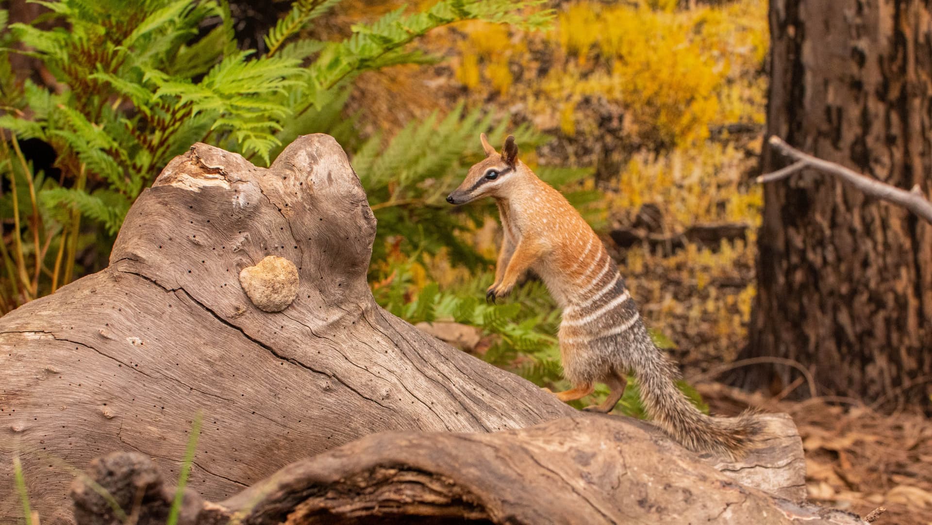 WILD LIFE Sydney Zoo Direct Entry Ticket - სურათი 8