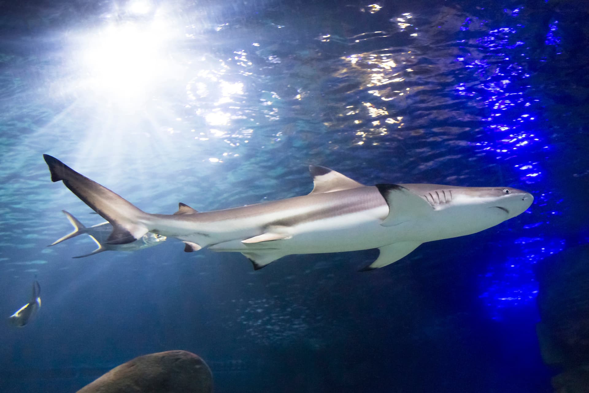 SEA LIFE Munich Aquarium Ticket - სურათი 5