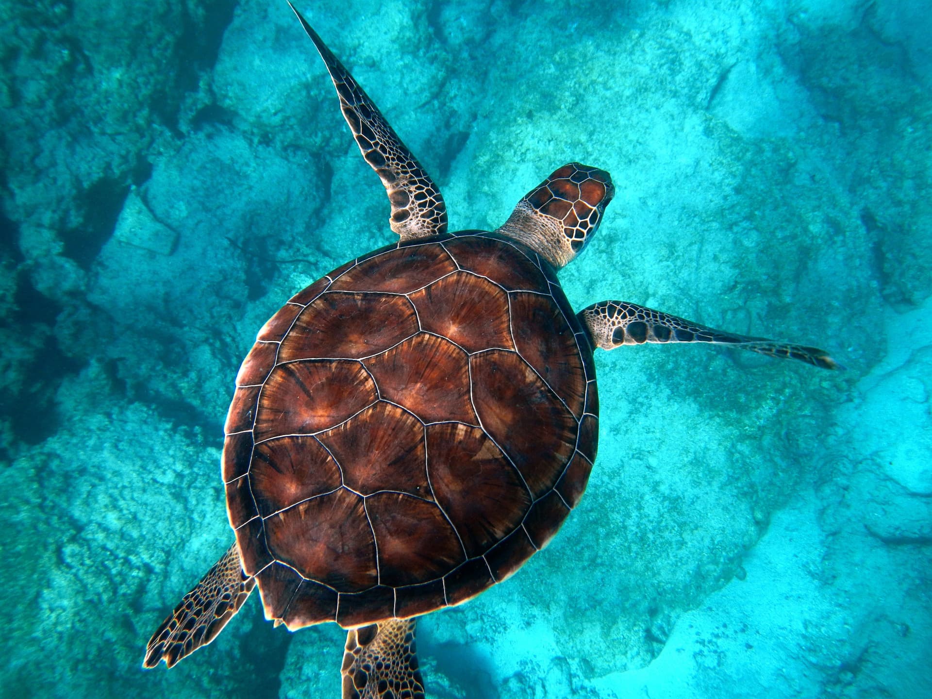 Tangalooma Wrecks & Dolphin Cruise Optional Round transfer from Brisbane City and Gold Coast - სურათი 7