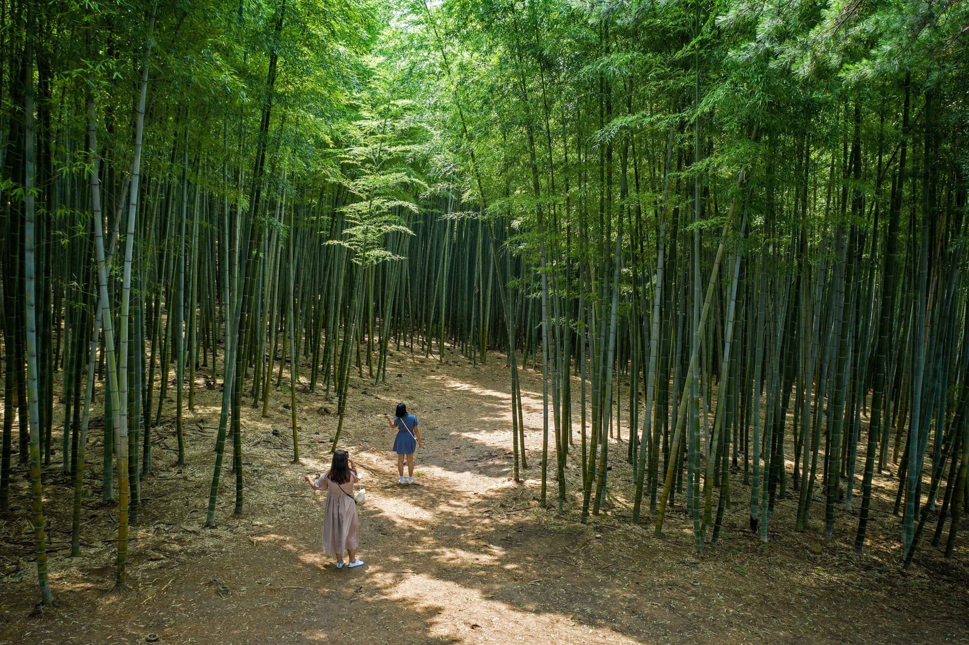 Busan Local Life Tour: Bamboo Forest, Haedongyonggungsa Temple, Gamcheon Culture Village - მთავარი სურათი