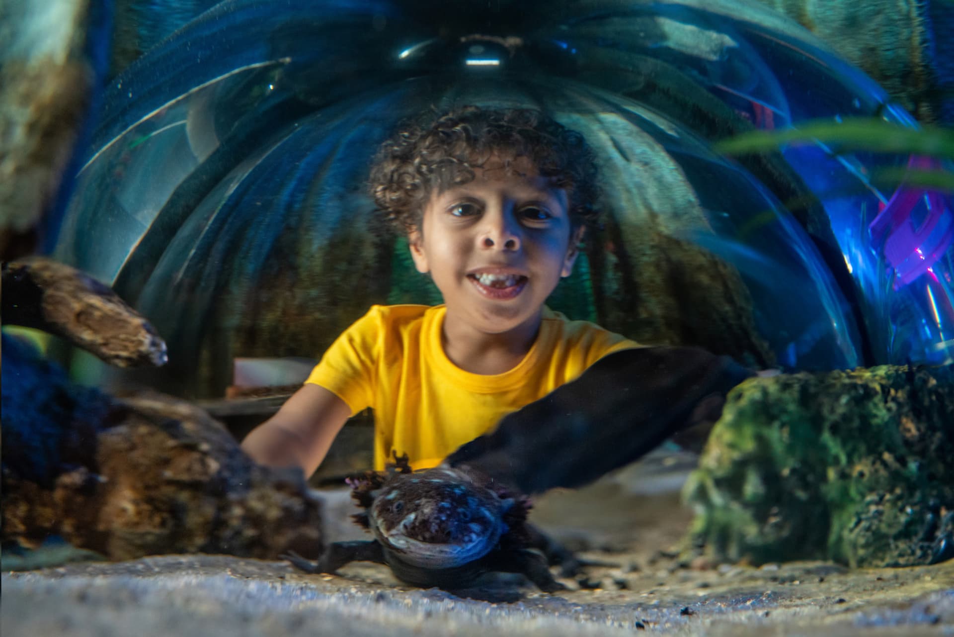 SEA LIFE Orlando Aquarium Ticket - სურათი 4