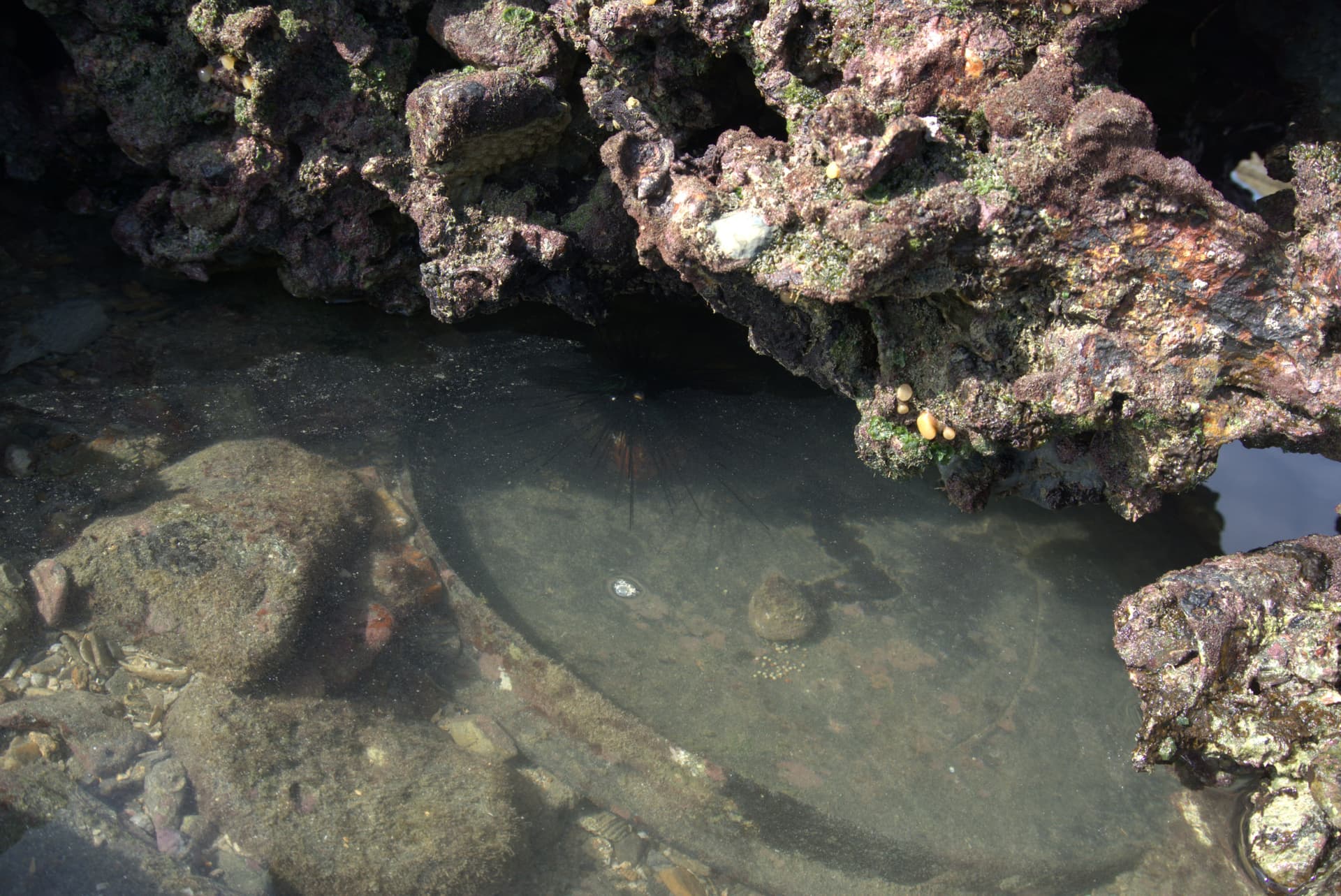 Desaru Beach and Tide Pool Walk - სურათი 37