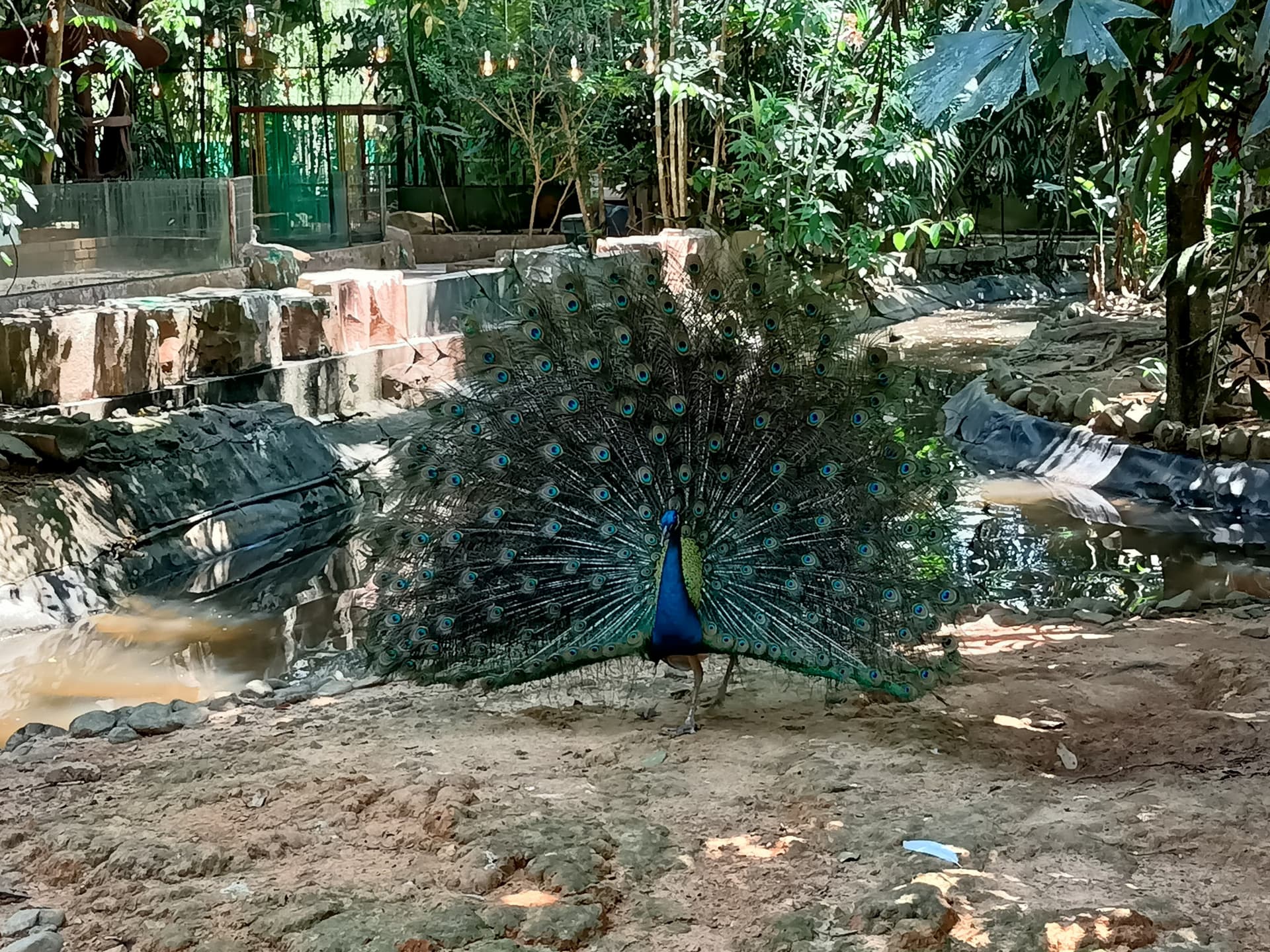 Langkawi Wildlife Park - სურათი 17