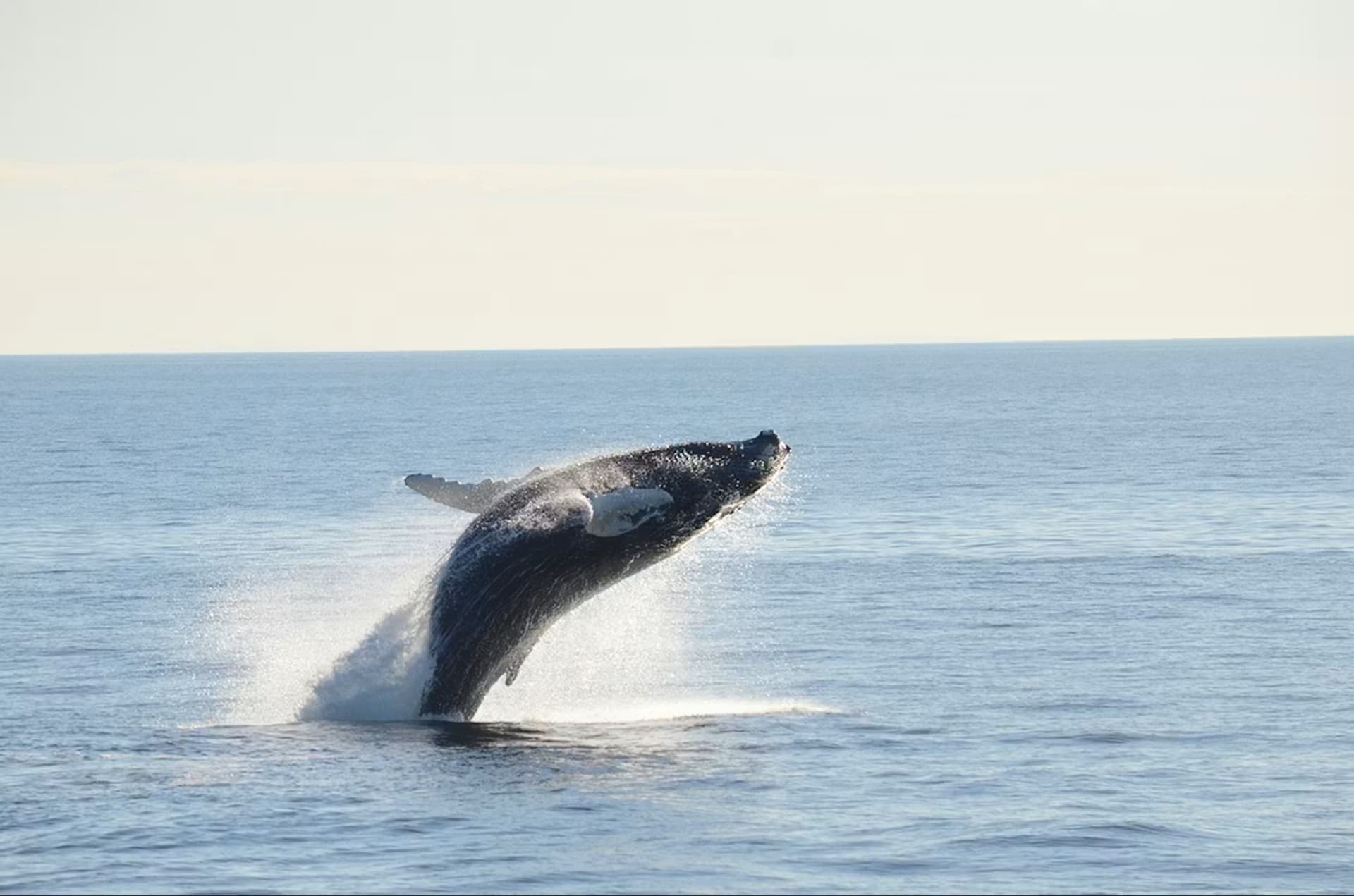 Boston Harbor Whale Watch Cruise - სურათი 8