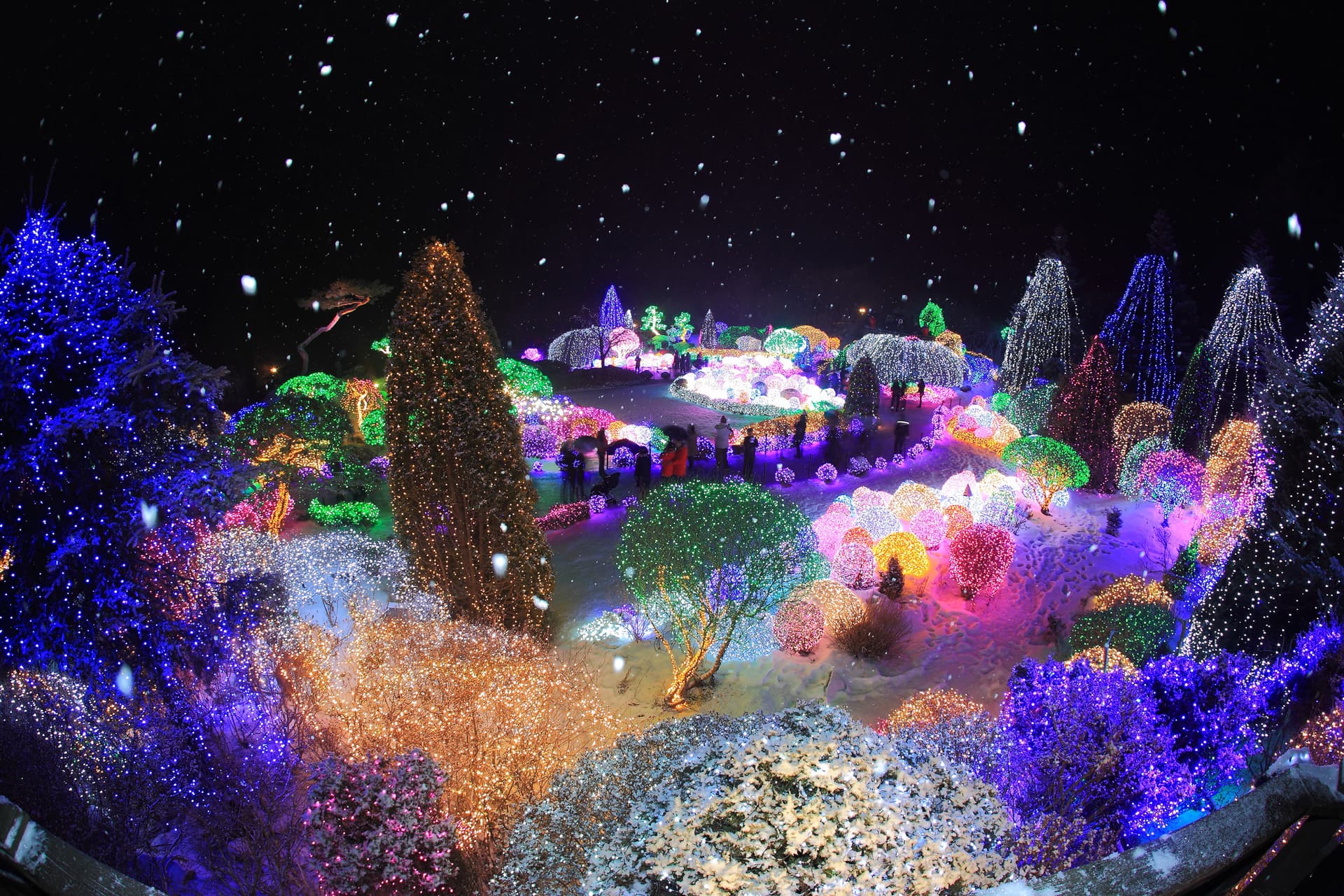 Alpaca World, Nami Island, and Garden of Morning Calm Tour from Seoul - სურათი 10
