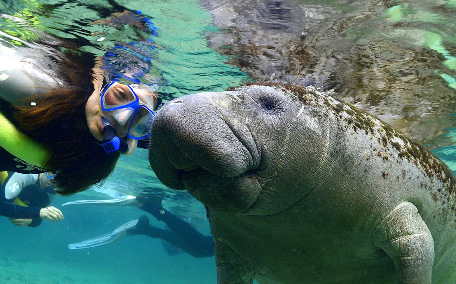 Florida Nature Coast Tour: Crystal River with Manatees Snorkelling, Homosassa State Park - მთავარი სურათი