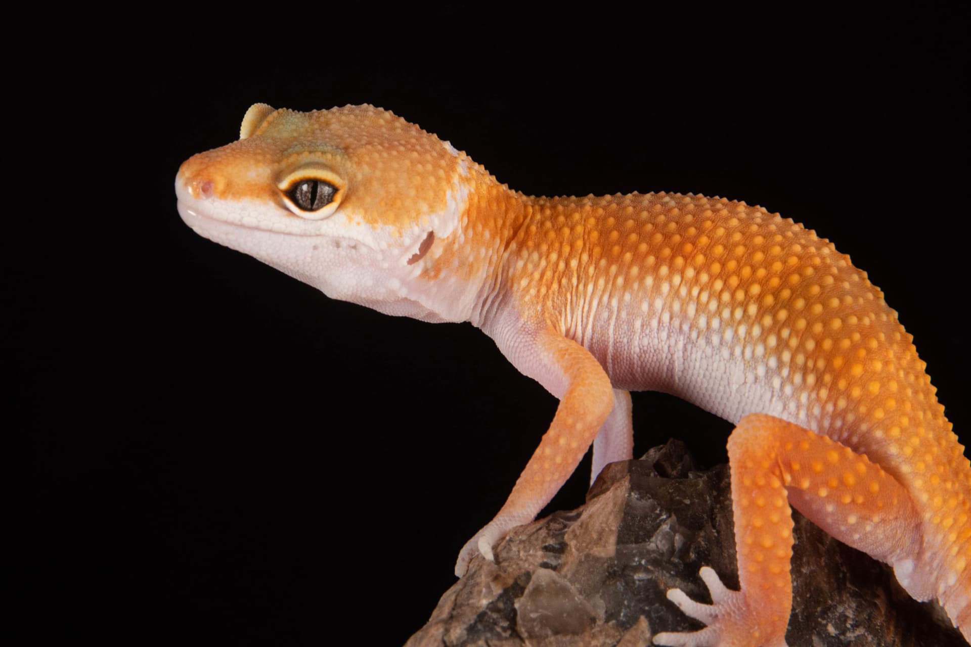 Just Farm Indoor Zoo Kuala Lumpur  (Previously Known As Just Pets Megastore) - სურათი 11
