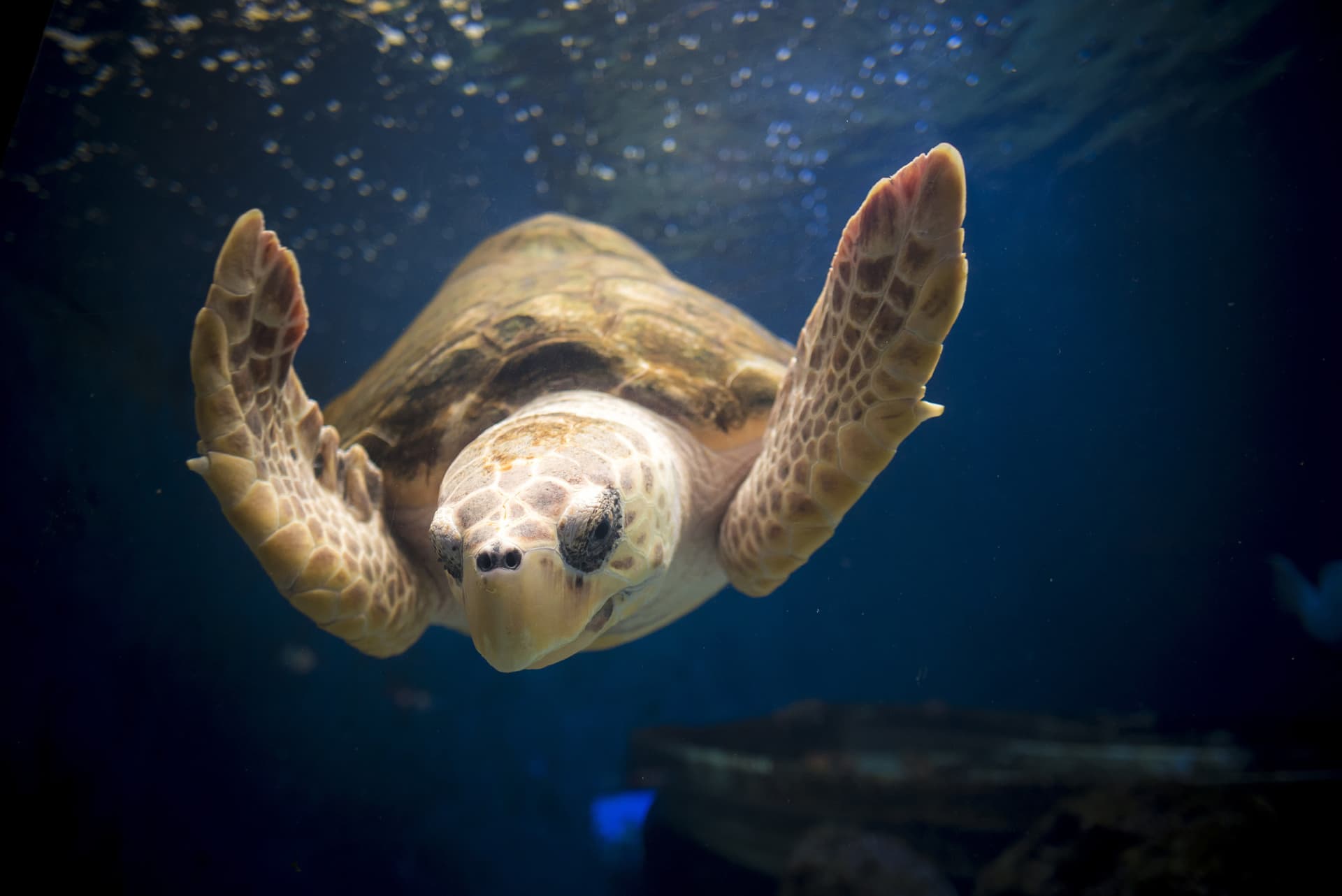 Go City San Diego Explorer Pass: Save up to 50% on Attractions - სურათი 27