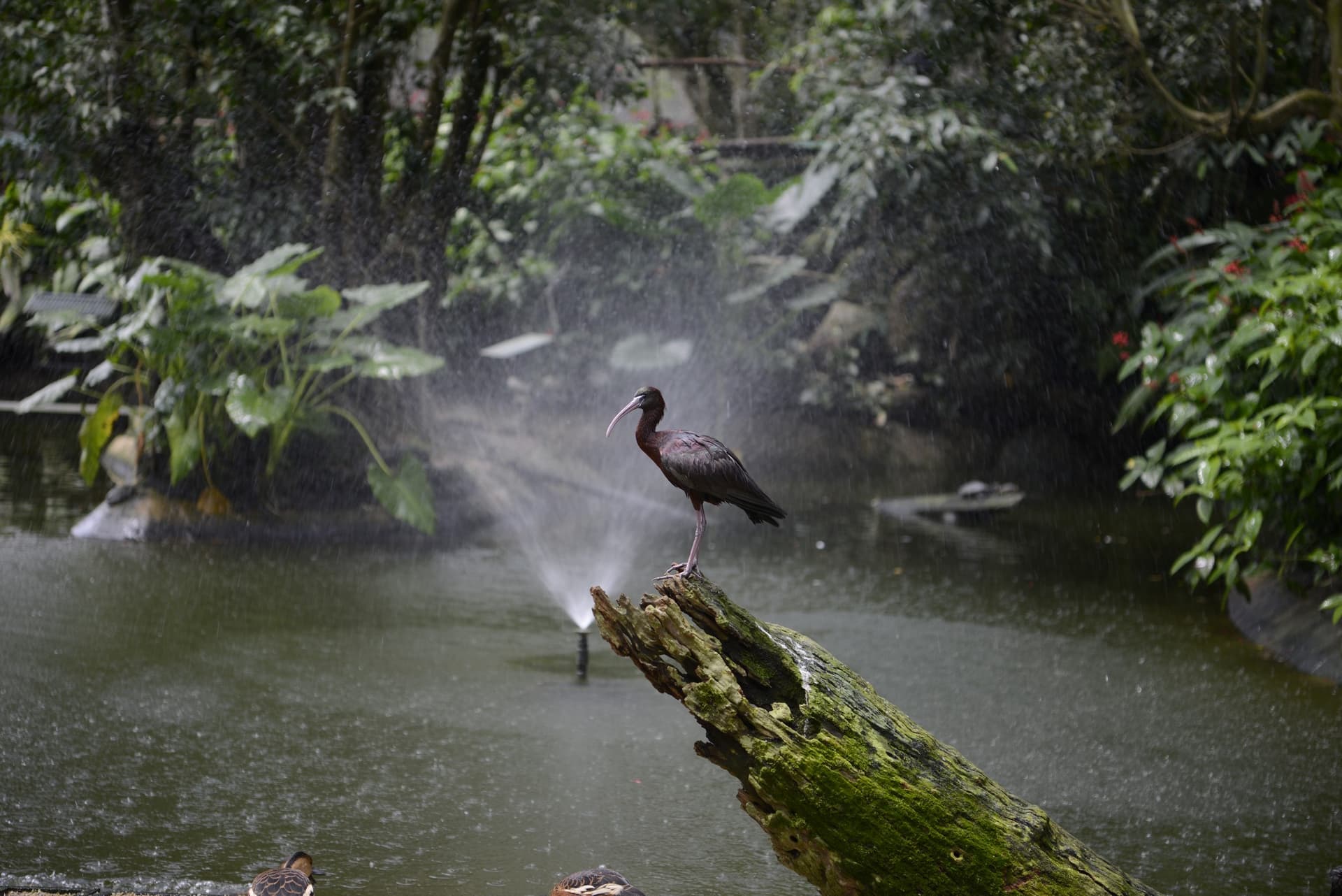Birdworld Kuranda - სურათი 6