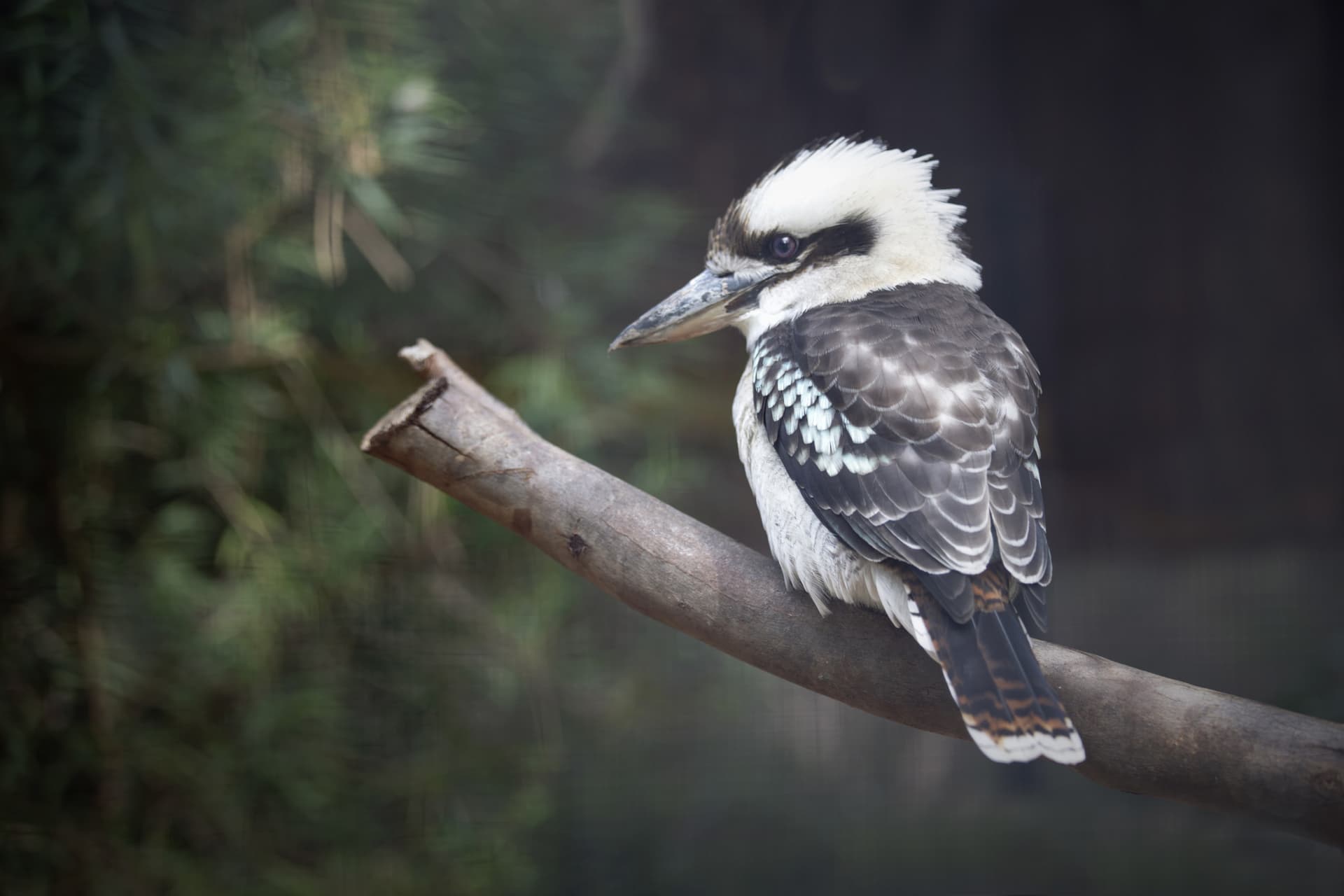 Moonlit Sanctuary Wildlife Conservation Park Ticket - სურათი 15