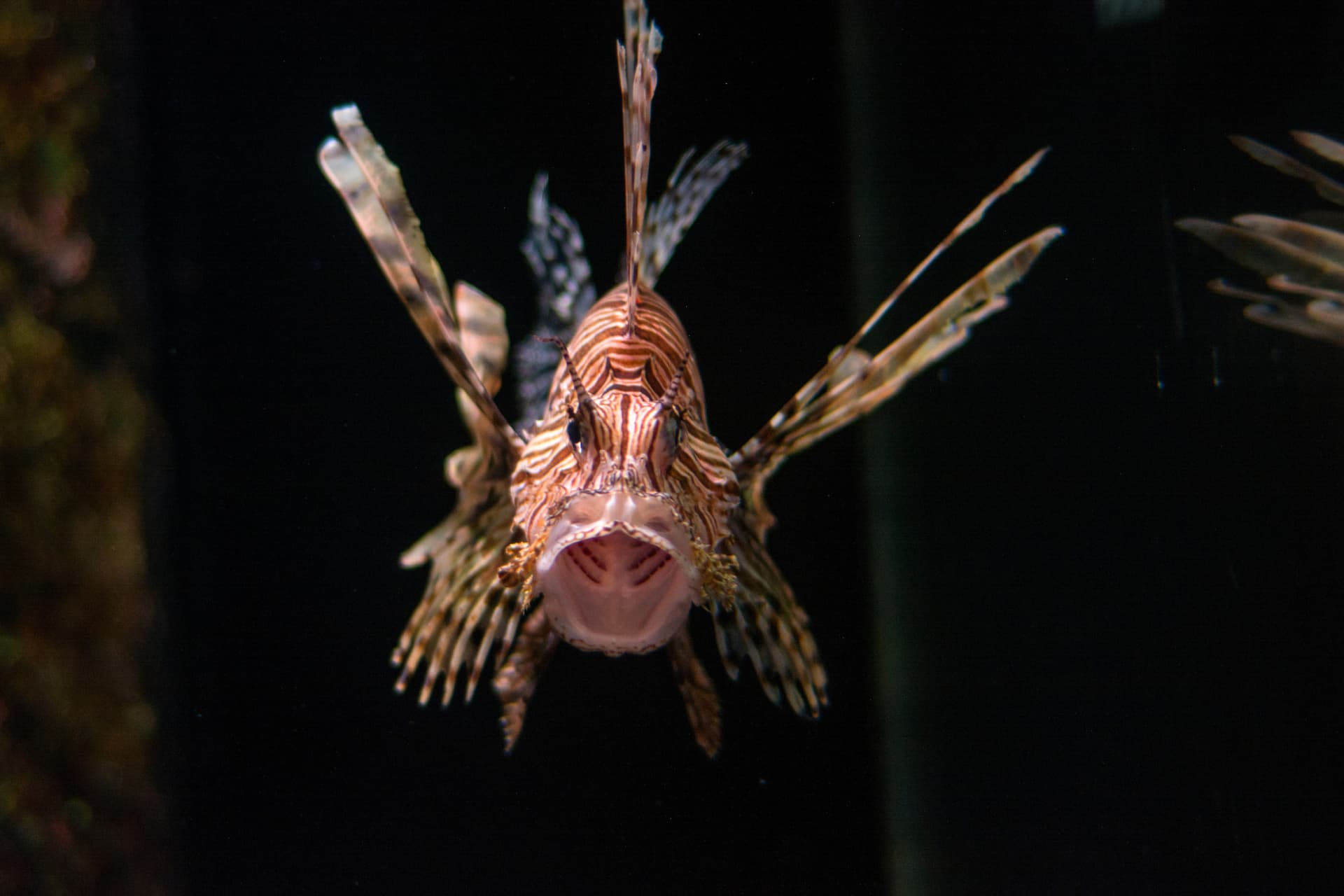 SEA LIFE Sunshine Coast Aquarium Direct Entry Ticket - სურათი 5