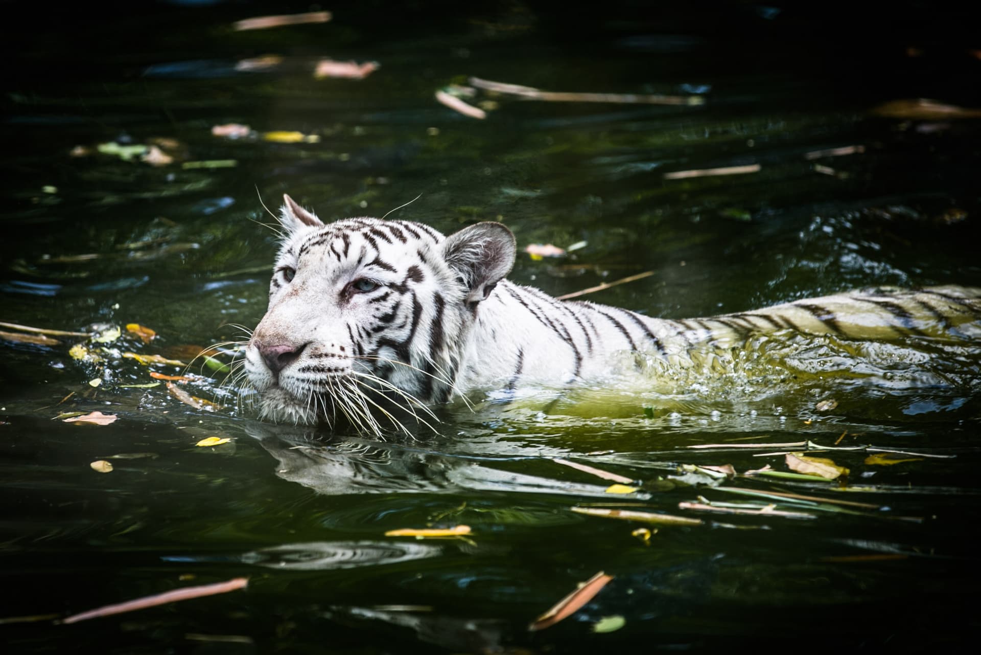 Zoo Negara Malaysia & Panda Conservation Centre Ticket - სურათი 8