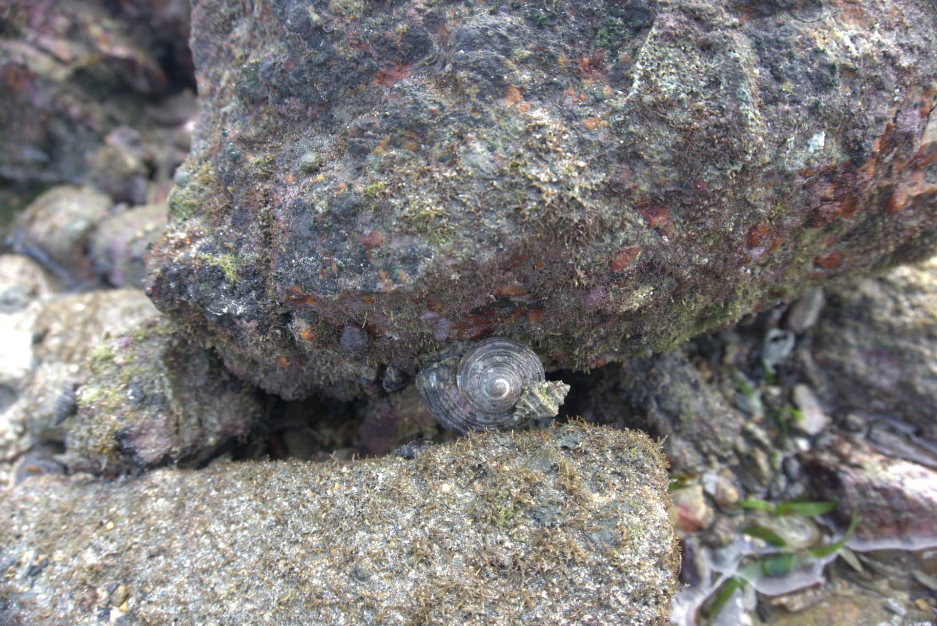 Desaru Beach and Tide Pool Walk - სურათი 29