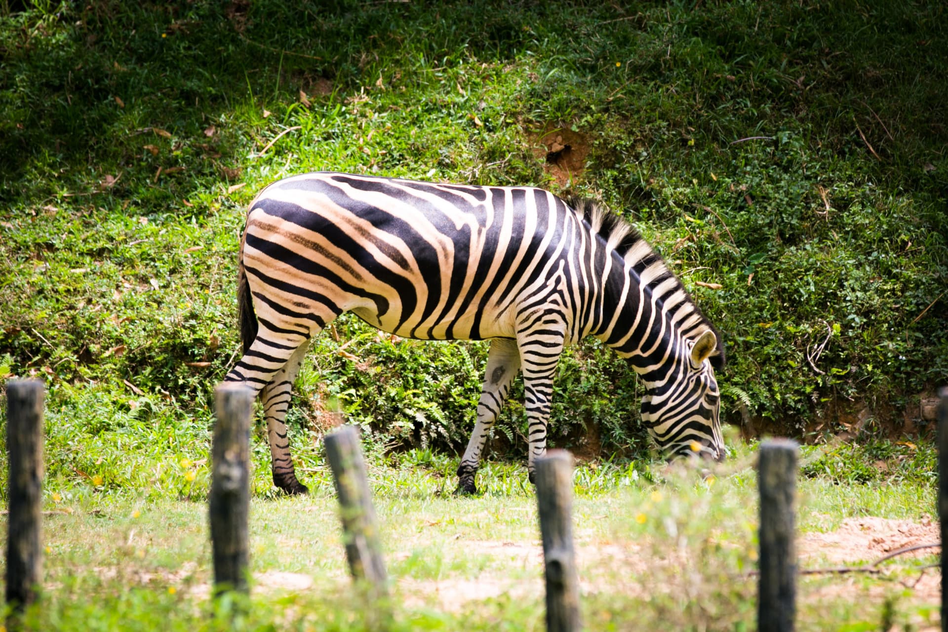 Zoo Negara Malaysia & Panda Conservation Centre Ticket - სურათი 16