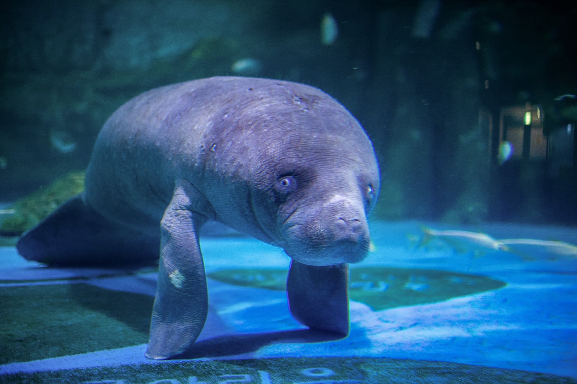 SEA LIFE COEX, Seoul Aquarium Ticket - სურათი 14