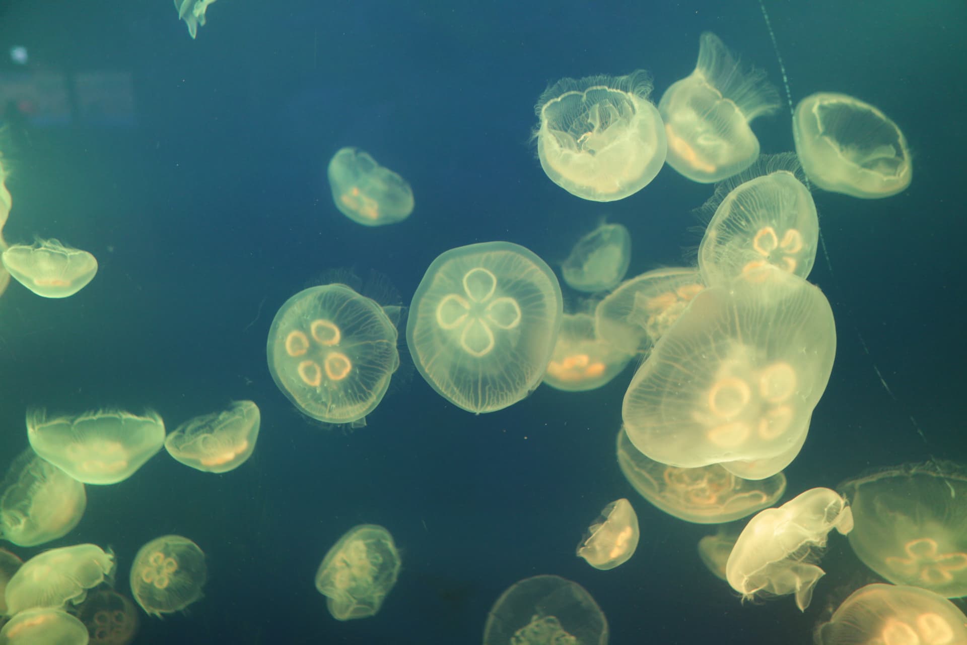 SEA LIFE COEX, Seoul Aquarium Ticket - სურათი 8
