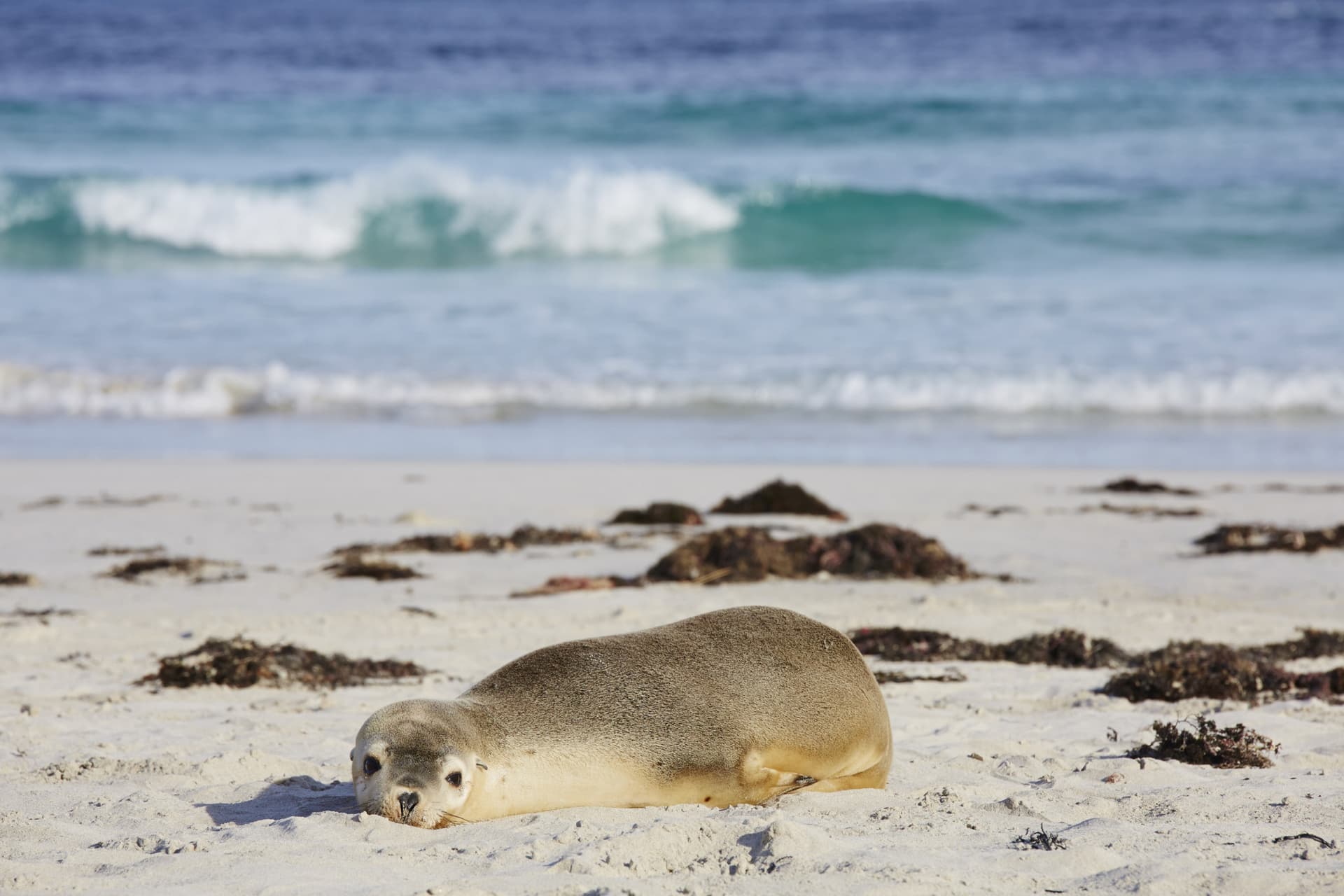Kangaroo Island Tour from Adelaide - სურათი 5