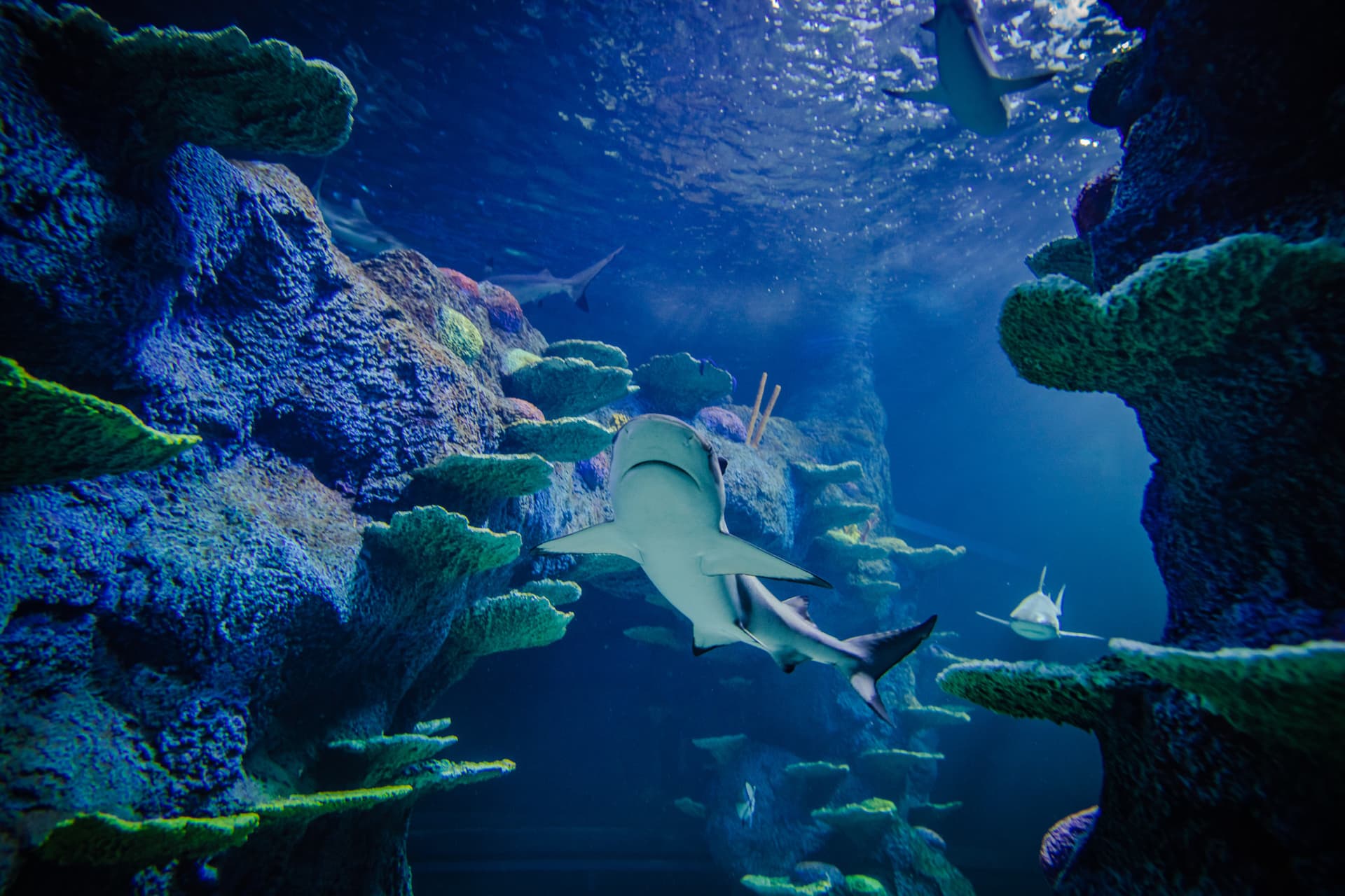 Go City Sydney Explorer Pass: Save up to 50% on Attractions - სურათი 8