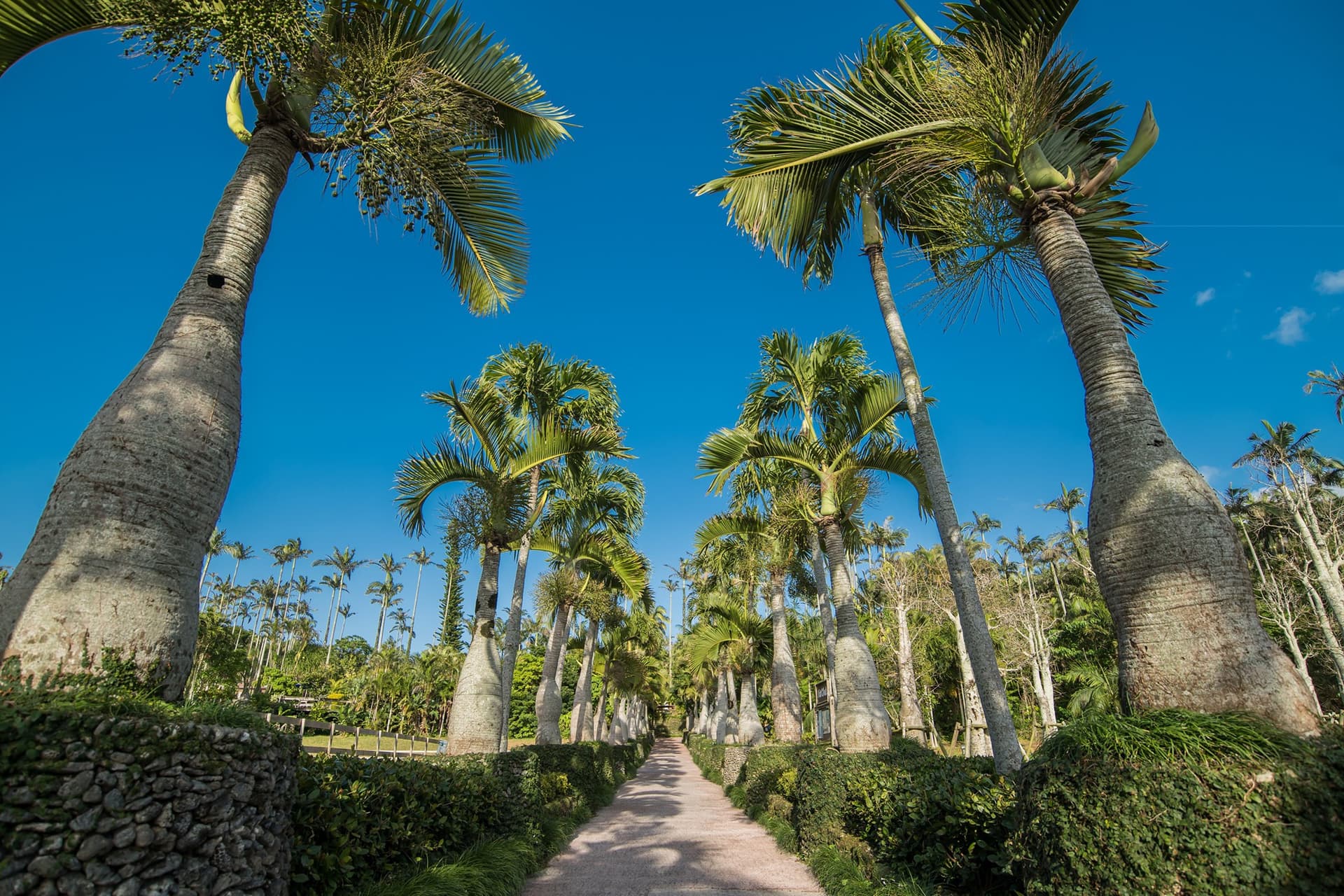 Okinawa Southeast Botanical Gardens - სურათი 5