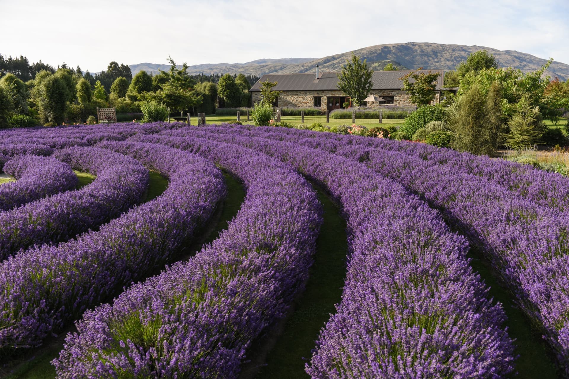 Wanaka Lavender Farm Ticket - სურათი 2