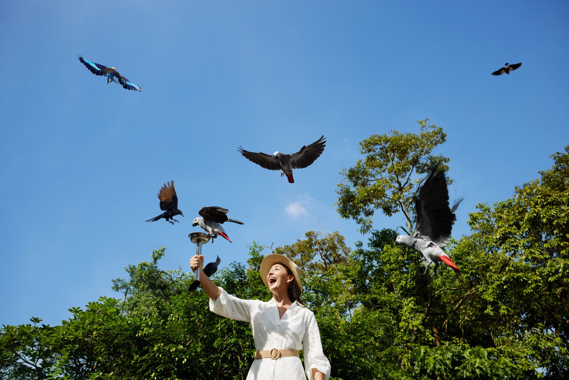 5-in-1 Day Pass: Night Safari + Singapore Zoo + Bird Paradise + River Wonders + Rainforest Adventure - სურათი 3