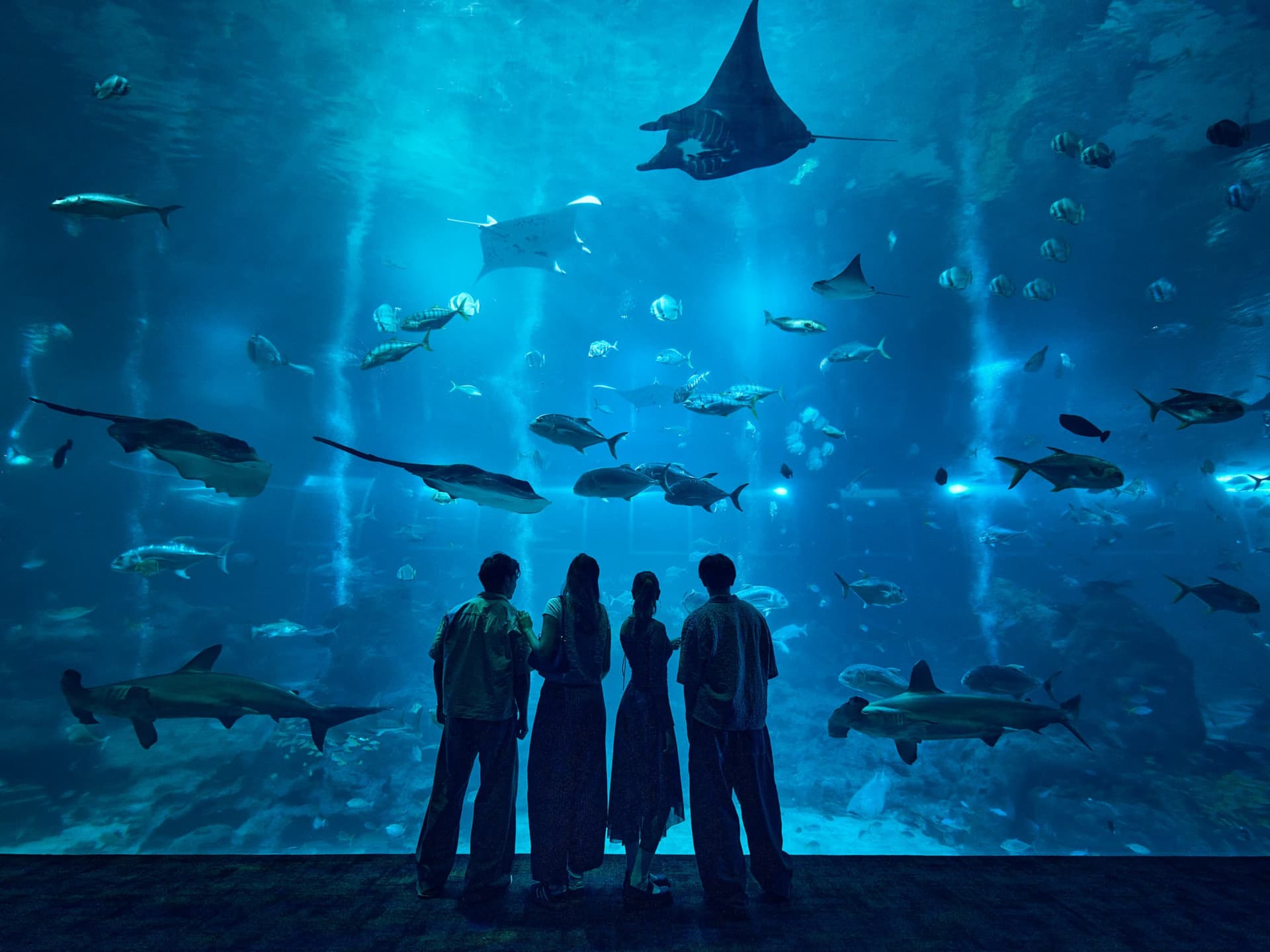 Singapore Oceanarium Ticket - სურათი 5